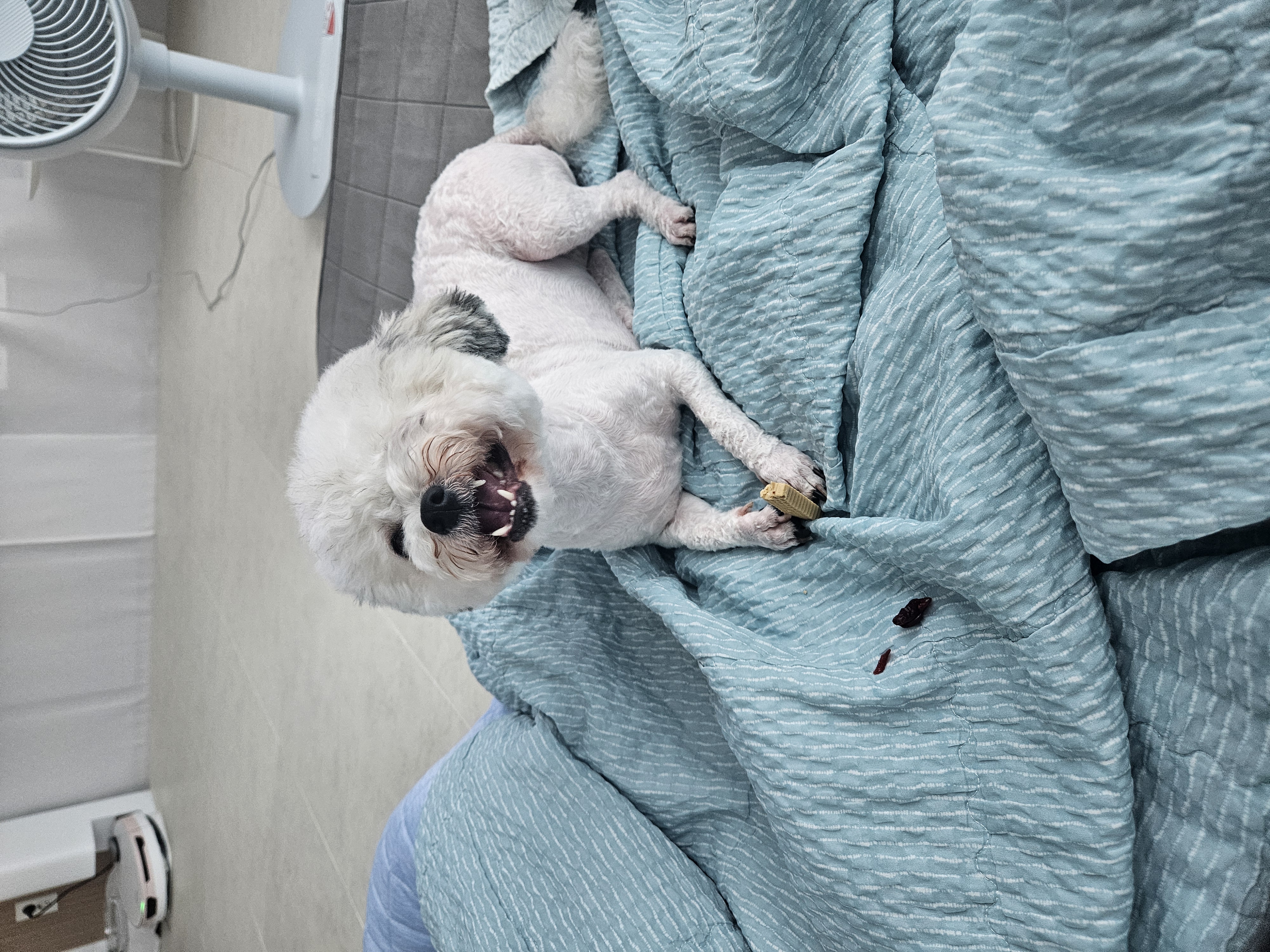 알록이(미소) 입양 1주년