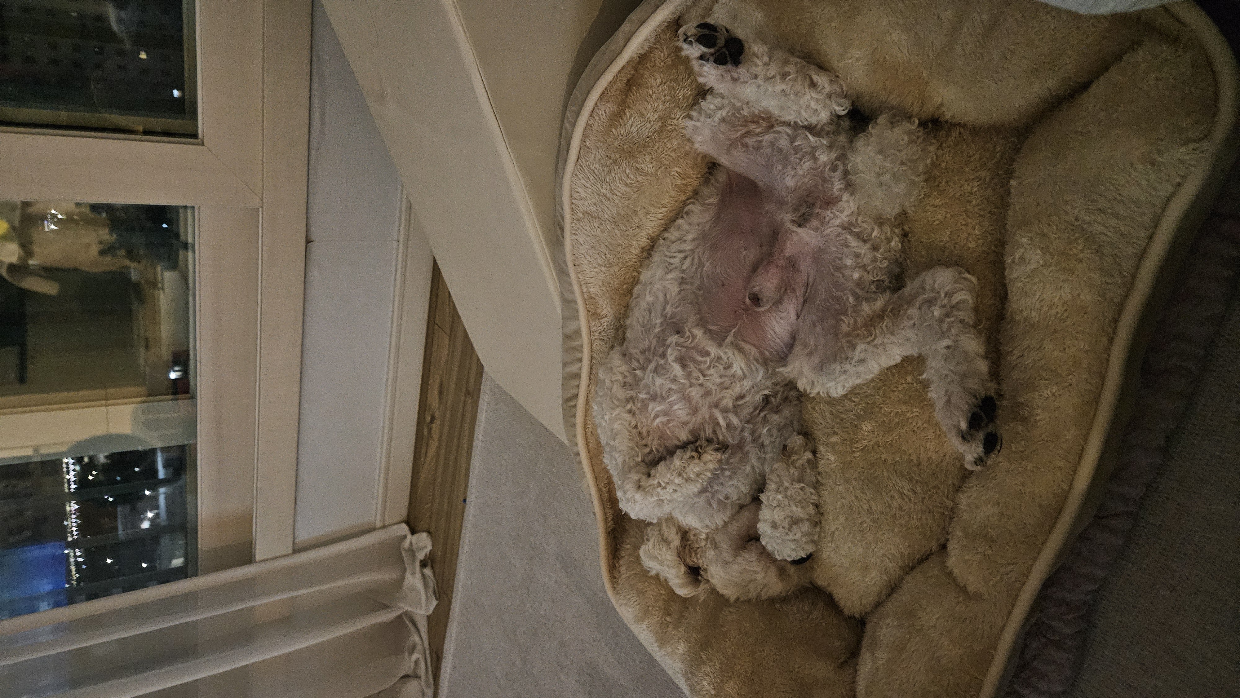 보령빛돌이(송이)임보2달째 알고보니..