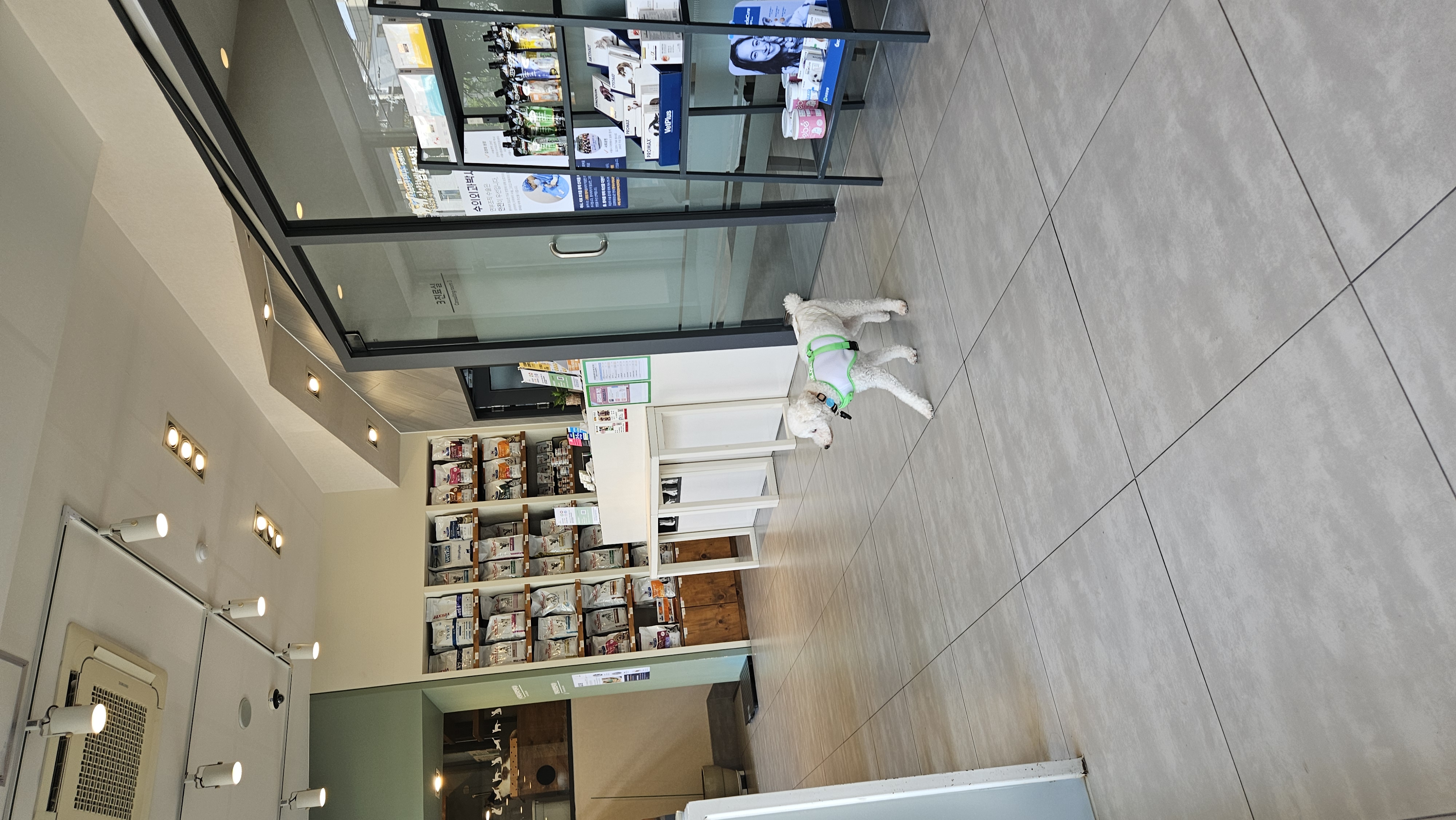 보령빛돌이(송이)임보2달째 알고보니..