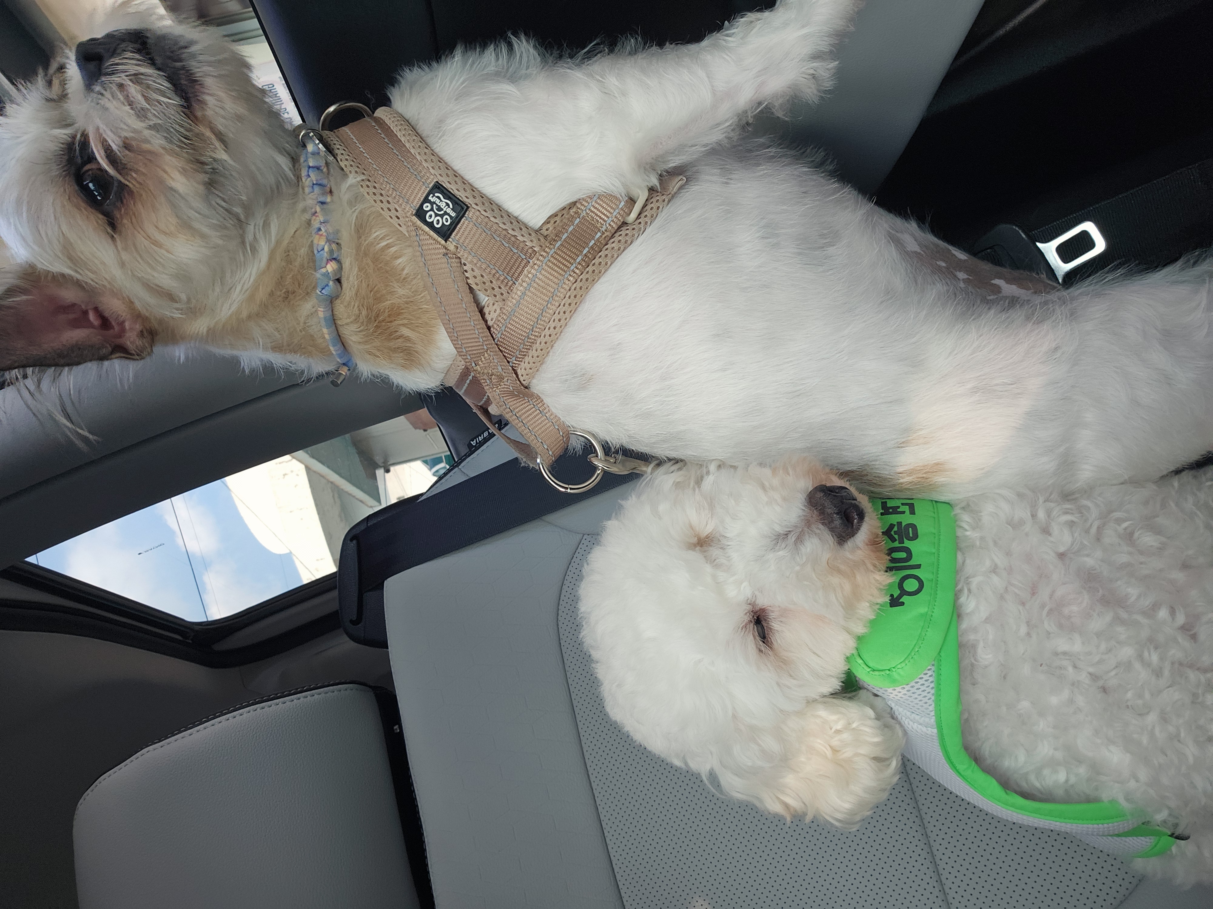 보령빛돌이(송이)임보2달째 알고보니..