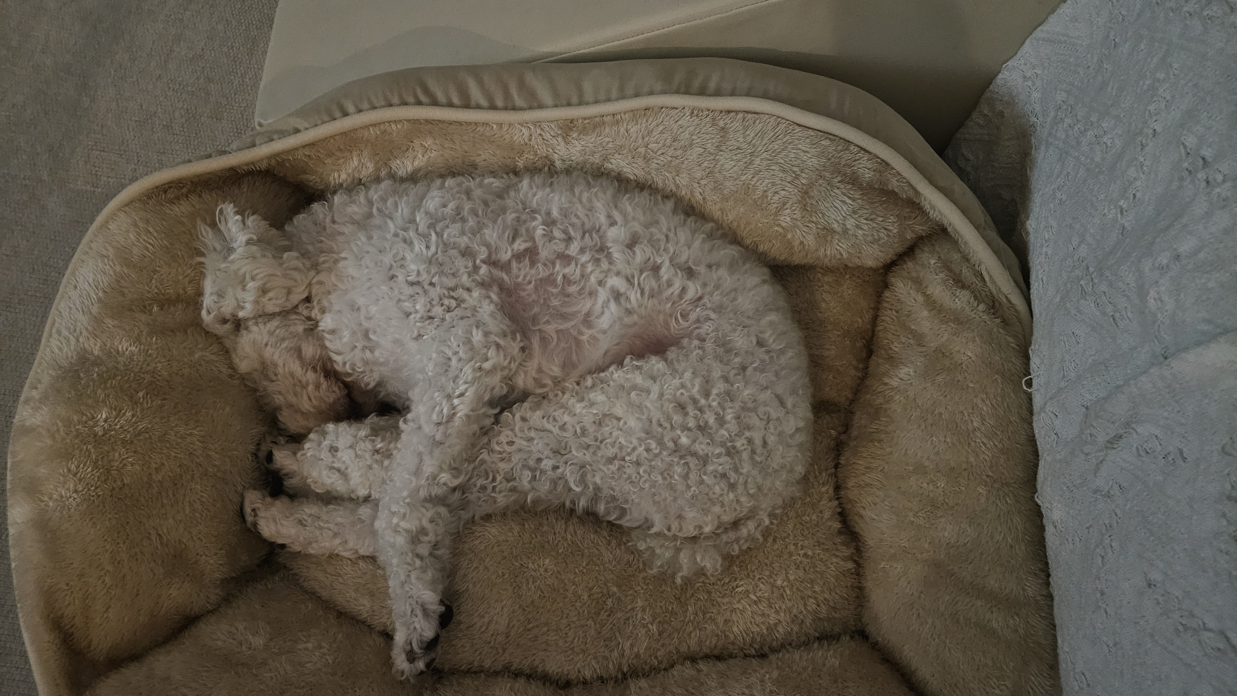 보령빛돌이(송이)임보2달째 알고보니..