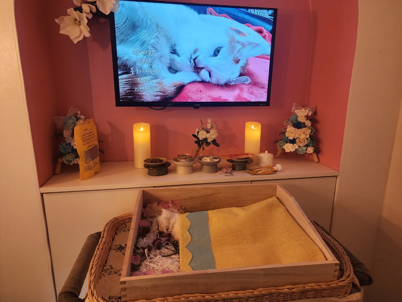 [뻔순이] 뻔순이가 24/8/17 새벽 떠났습니다