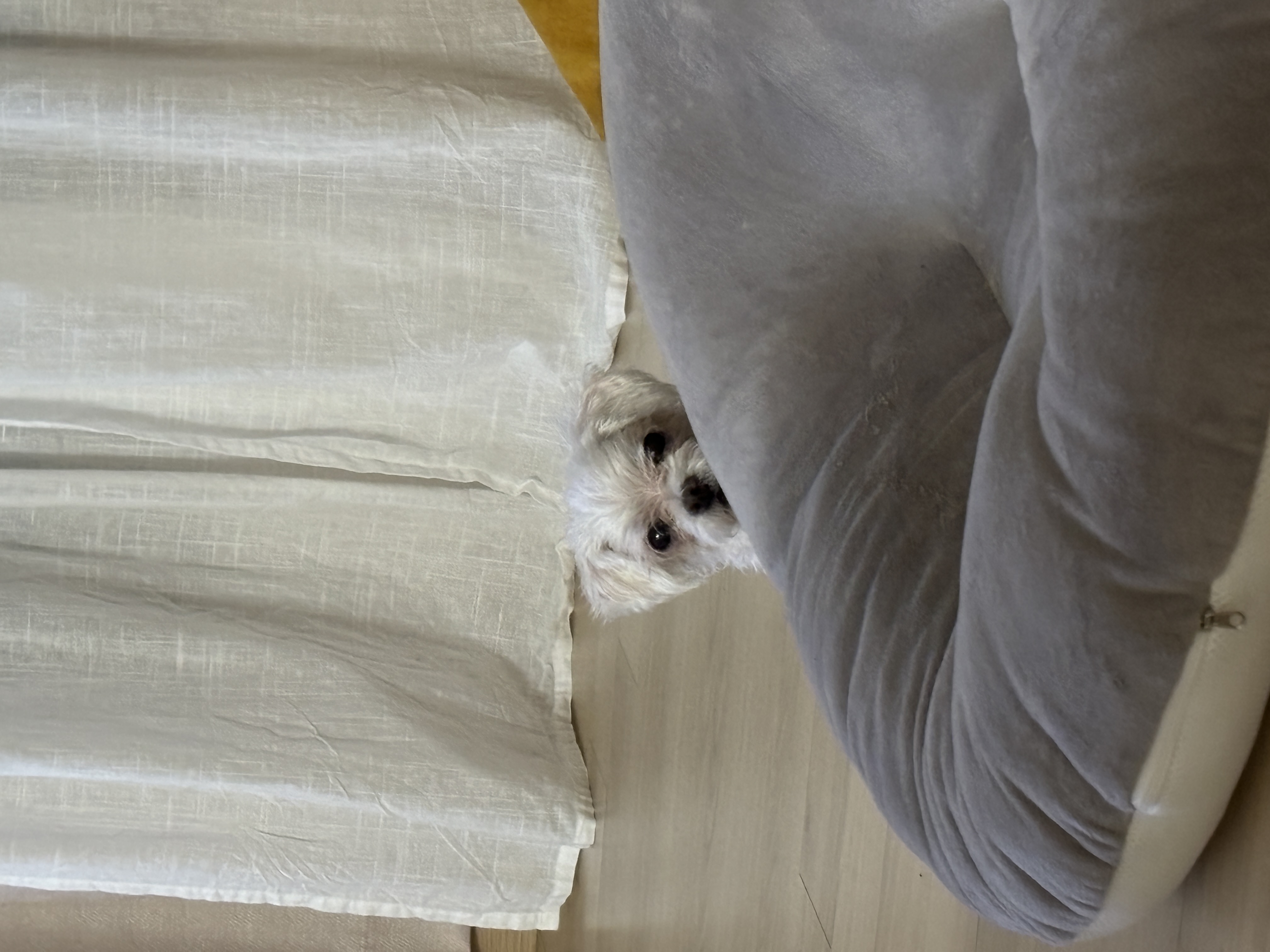 현 둥실 구 둘리 입양 2년째네요!