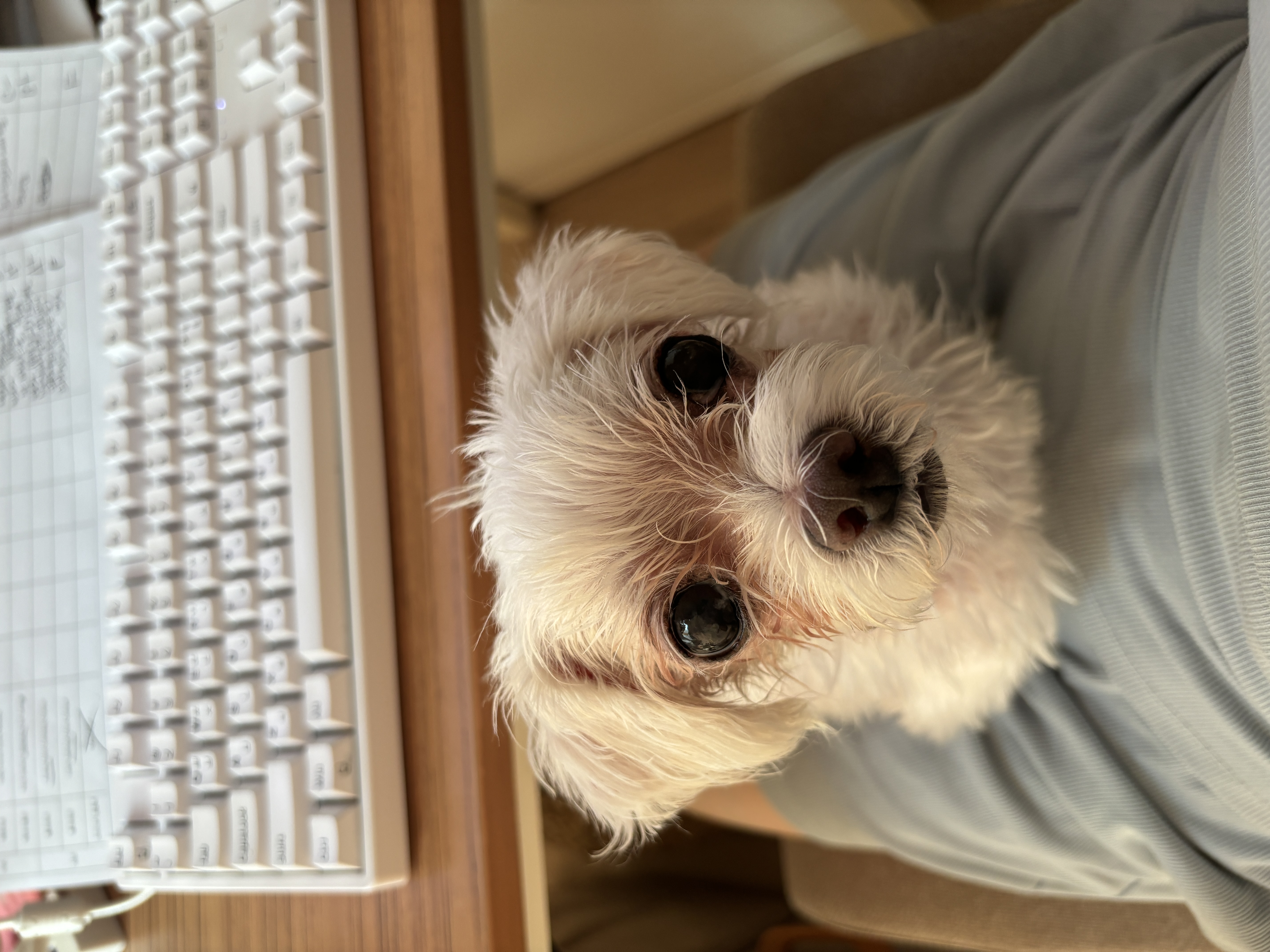 현 둥실 구 둘리 입양 2년째네요!