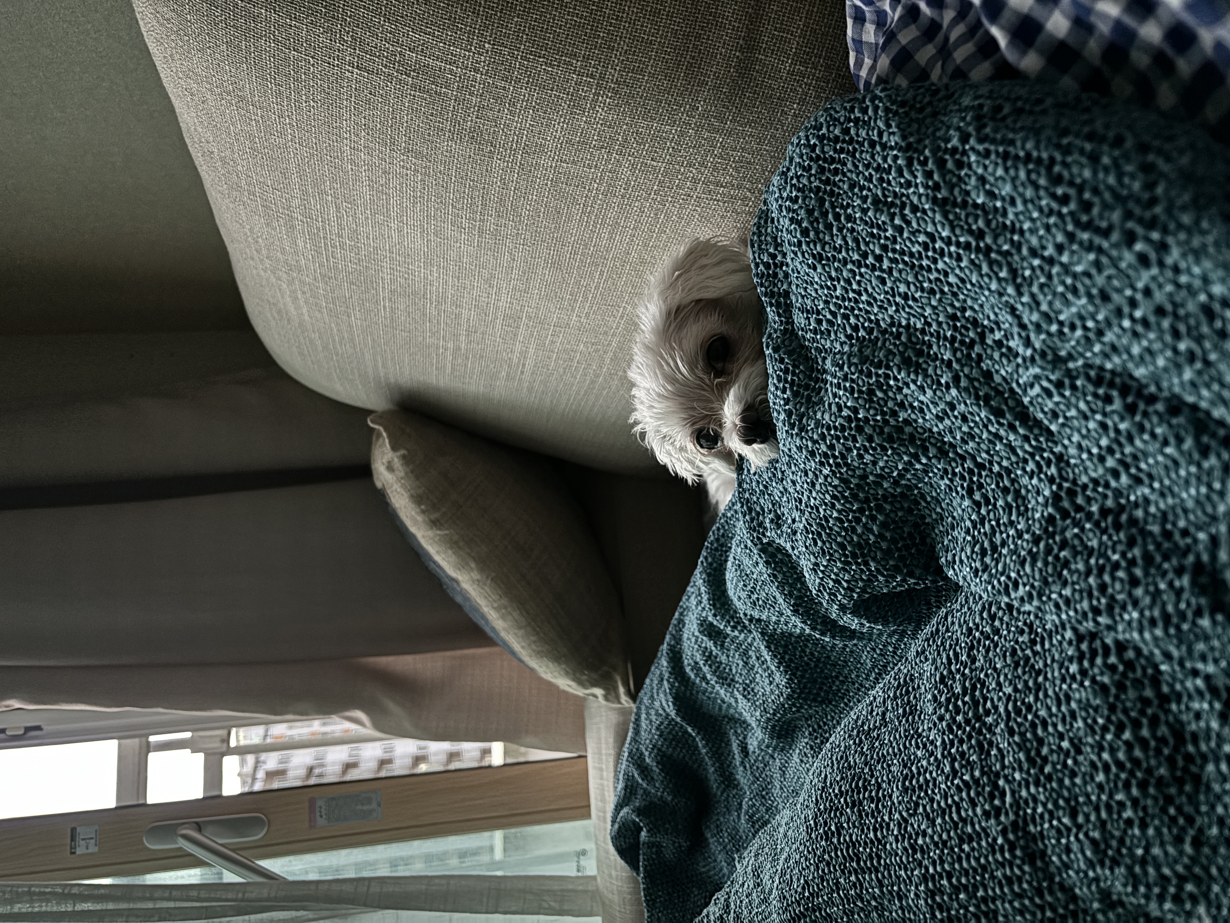 현 둥실 구 둘리 입양 2년째네요!