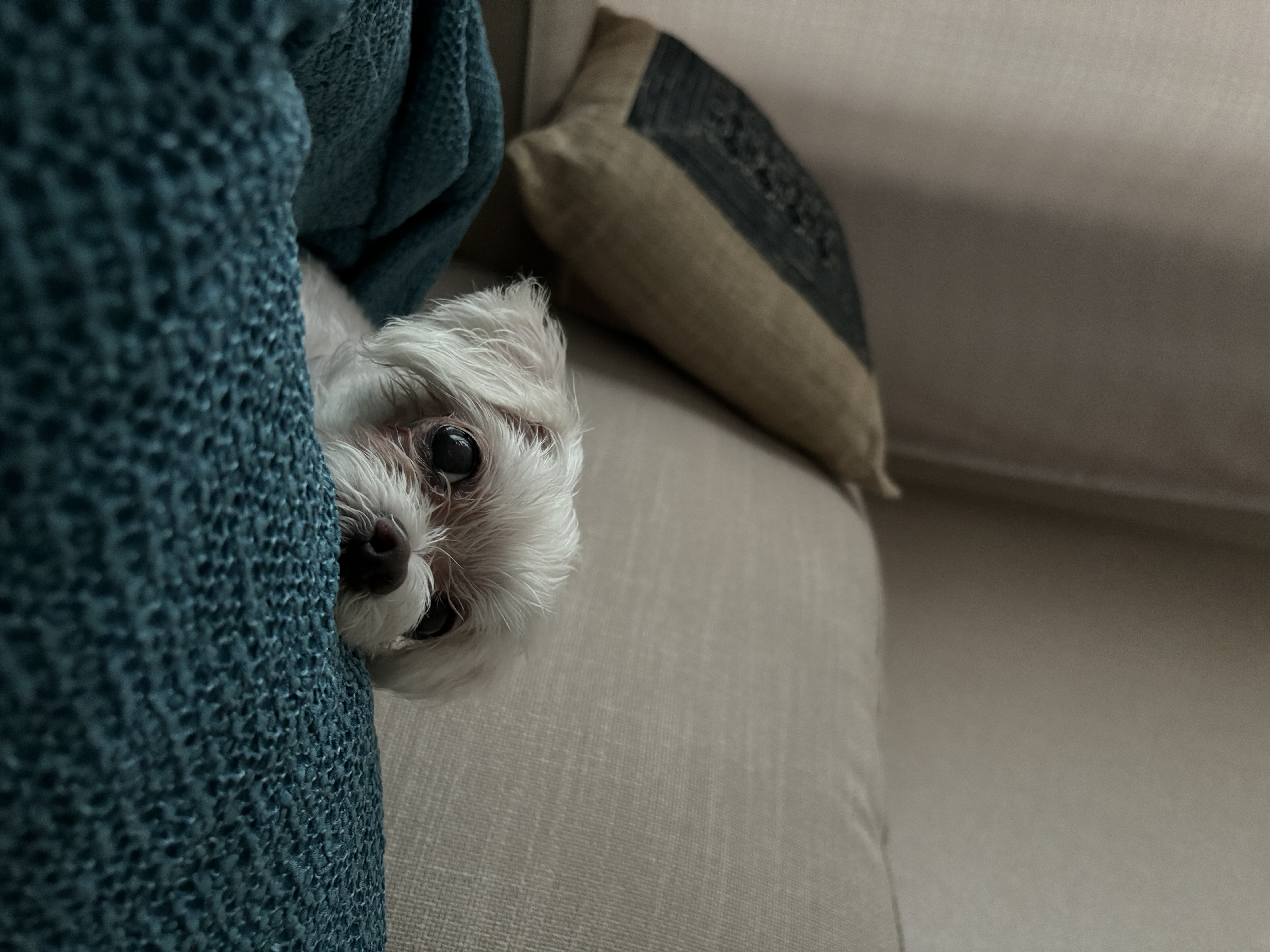 현 둥실 구 둘리 입양 2년째네요!