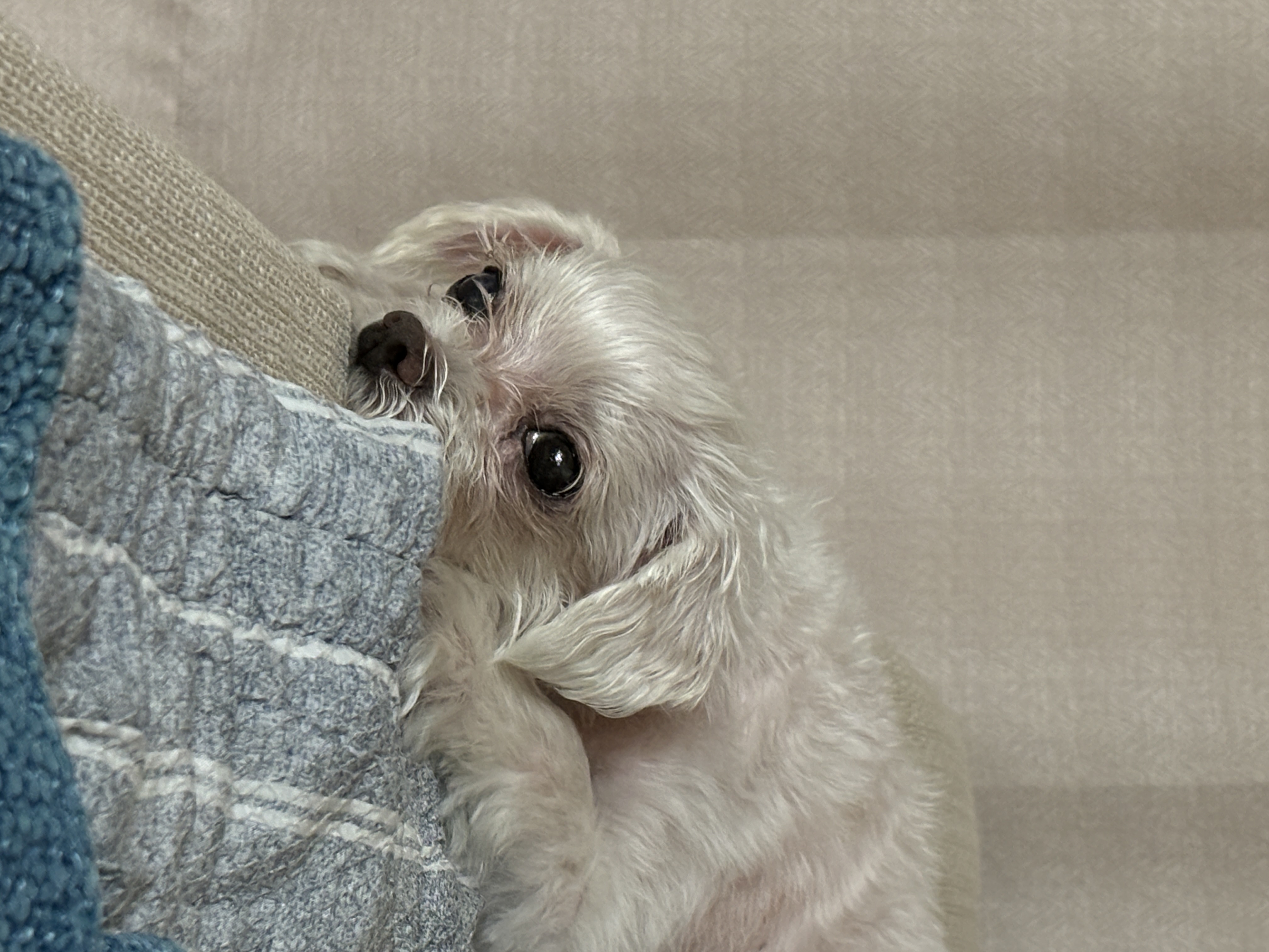 현 둥실 구 둘리 입양 2년째네요!