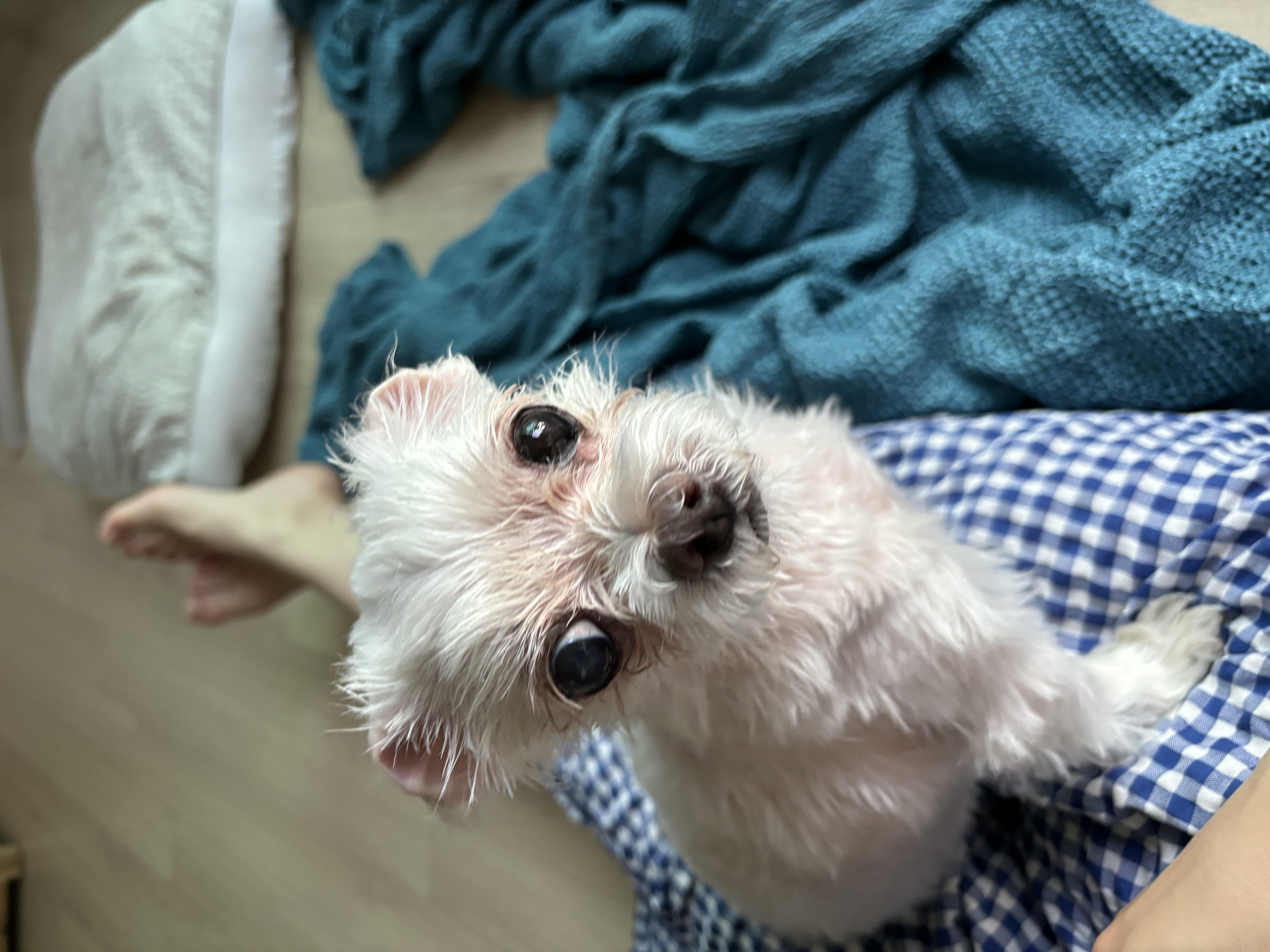 현 둥실 구 둘리 입양 2년째네요!