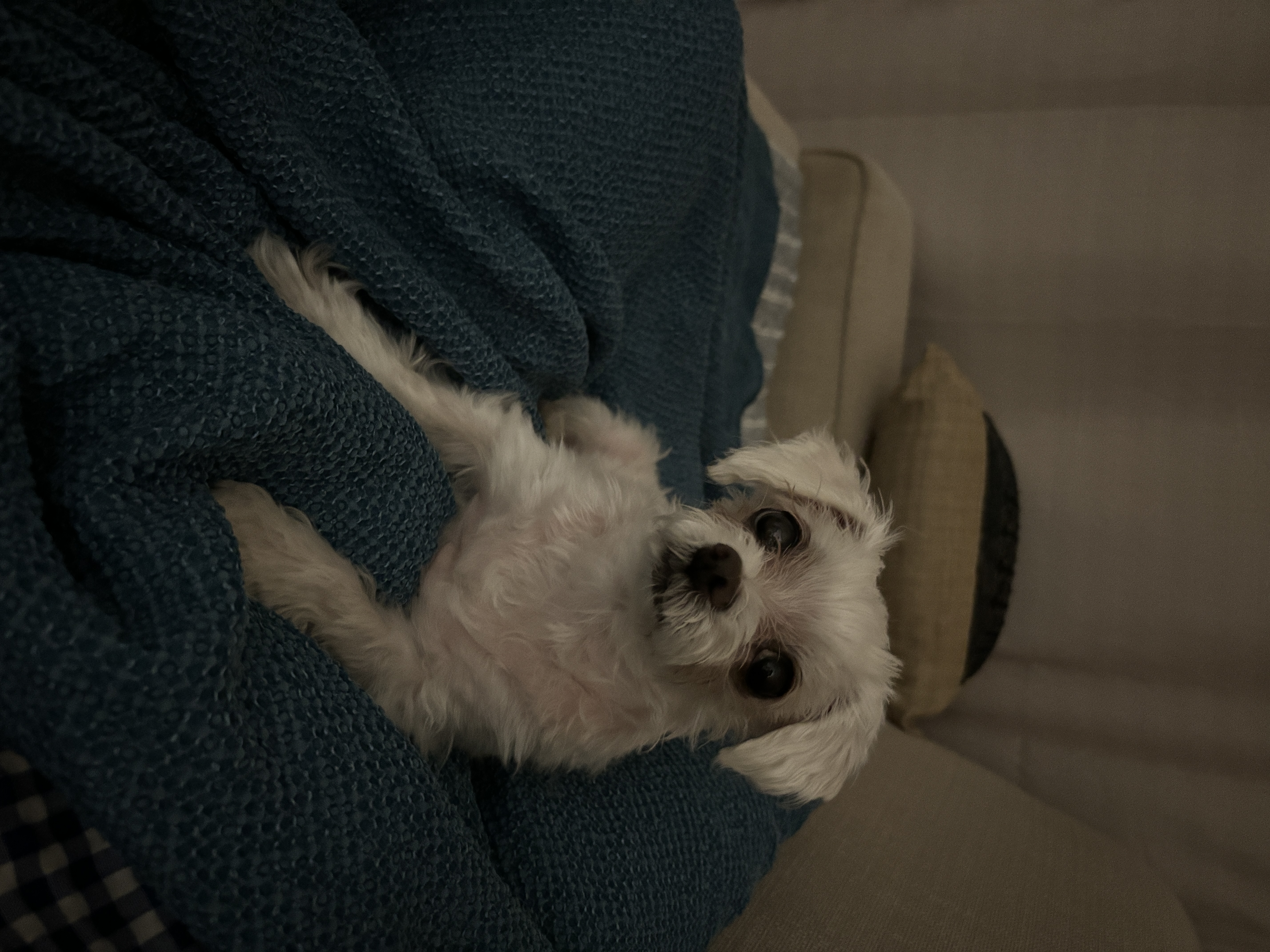 현 둥실 구 둘리 입양 2년째네요!