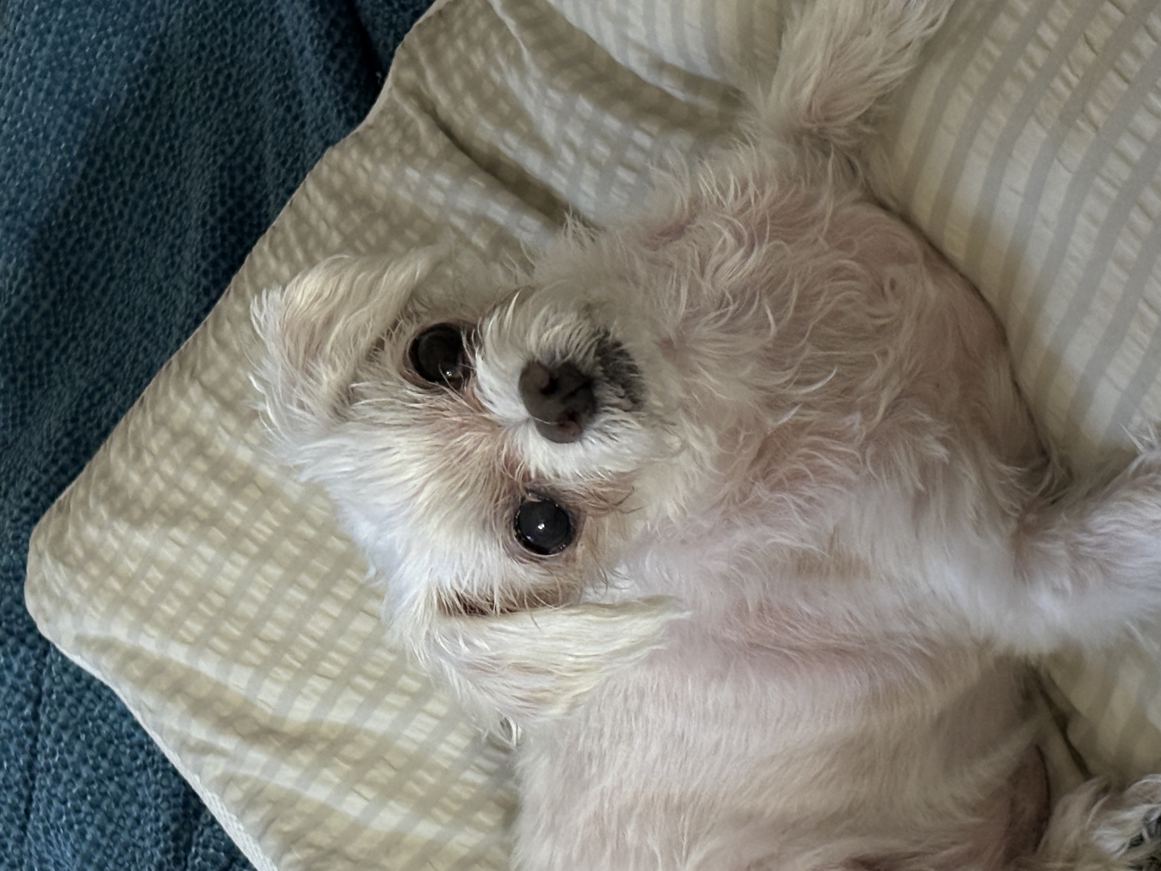 현 둥실 구 둘리 입양 2년째네요!