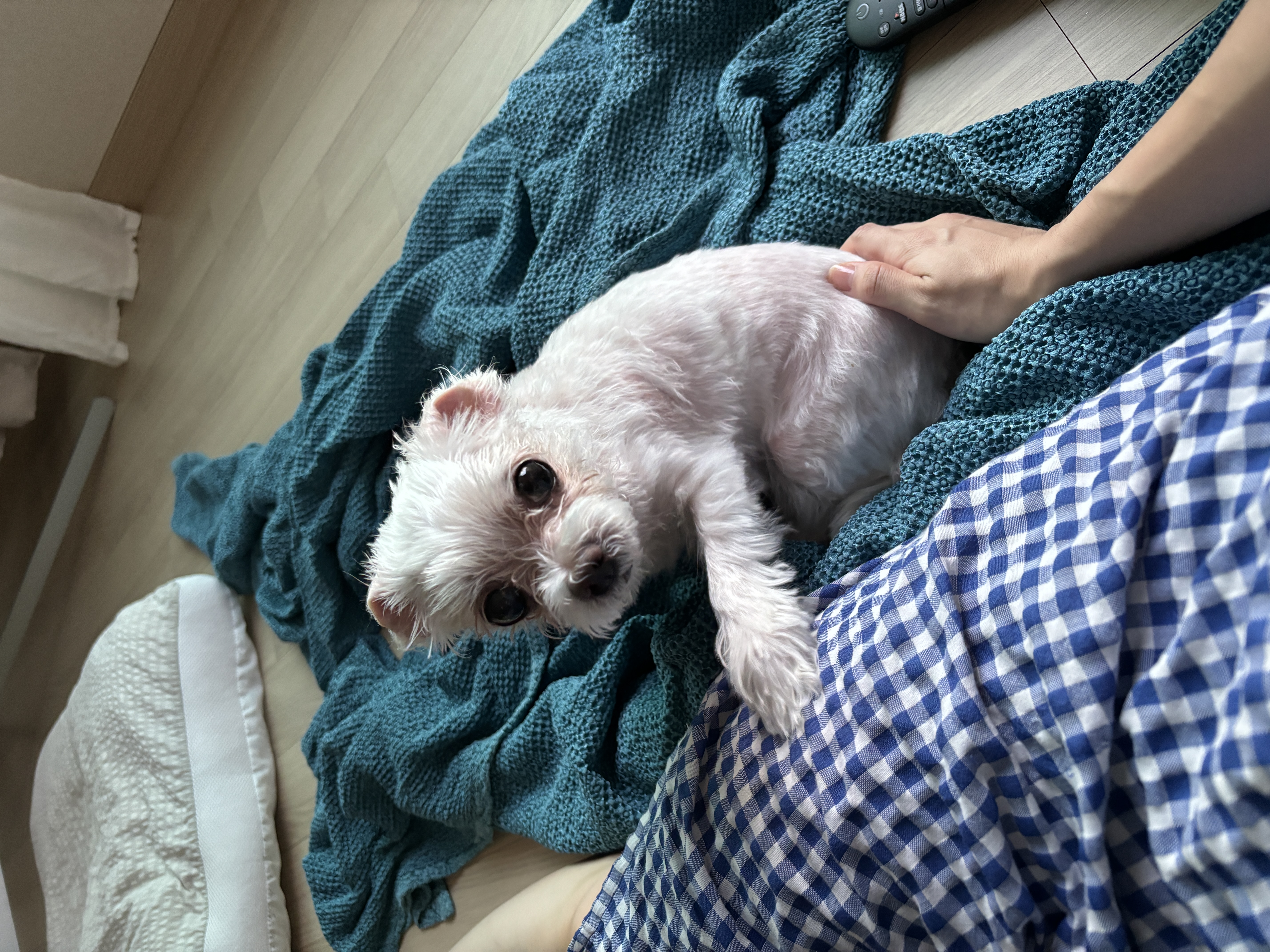 현 둥실 구 둘리 입양 2년째네요!