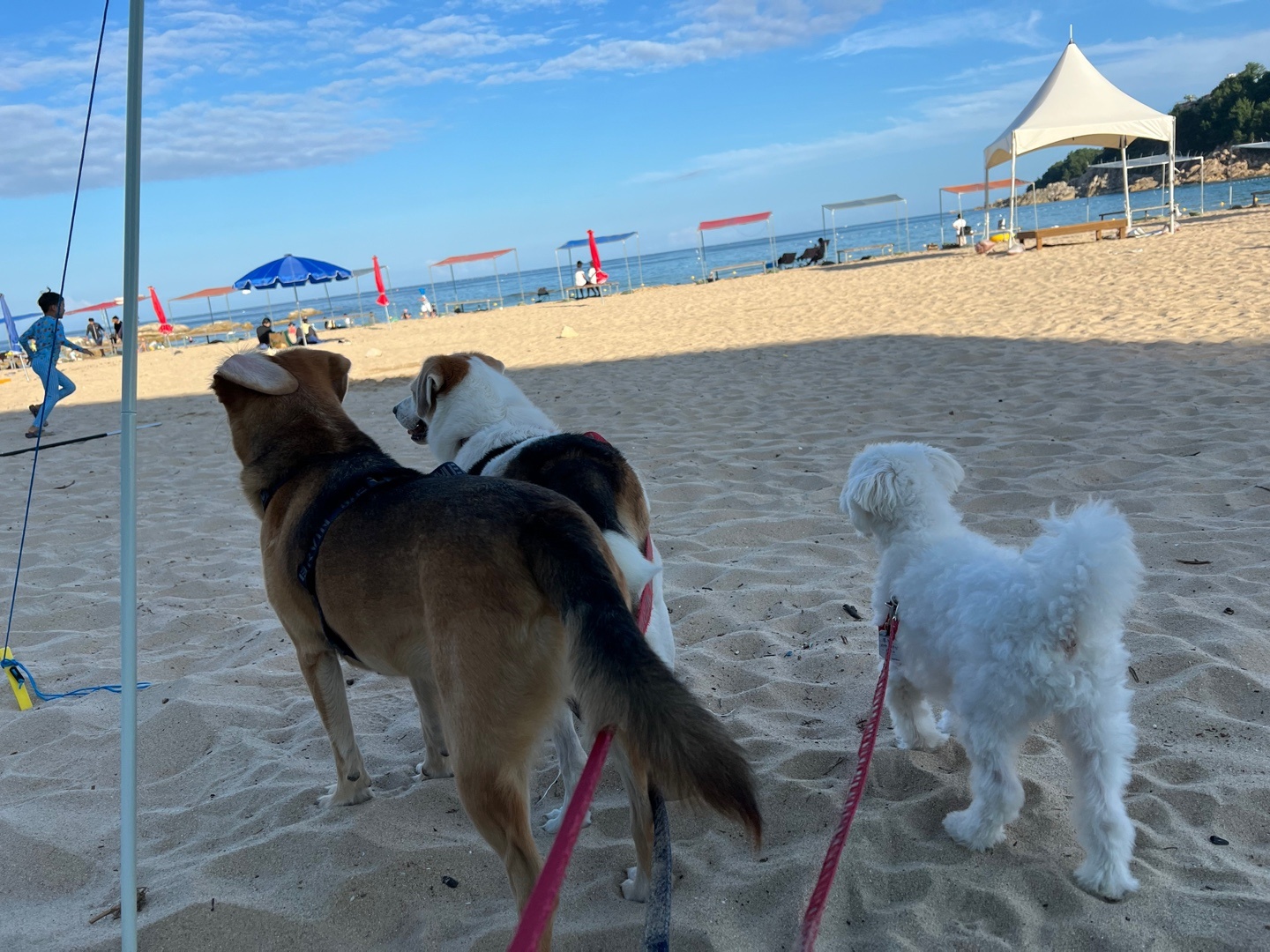 웅장이 형제는 잘 지내고 있습니다