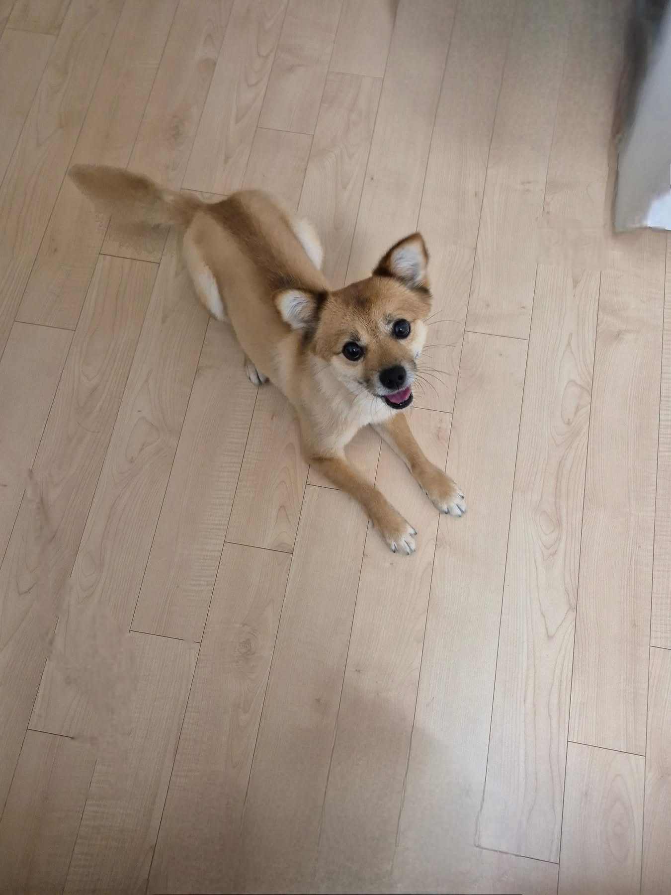 [해외입양] 캐나다 토론토에서 전해온 '달님이' 소식💌