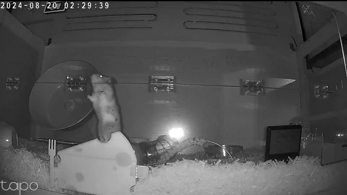 온햄이는 잘 지내고 있어요