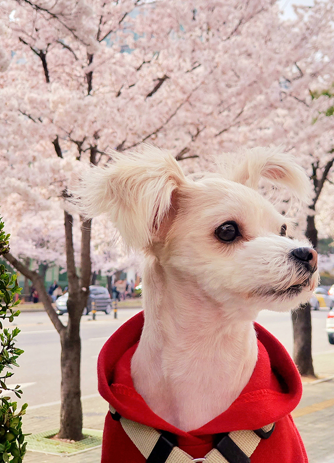 산쵸 (구 오유)와 함께한 2년 후기 입니다~!