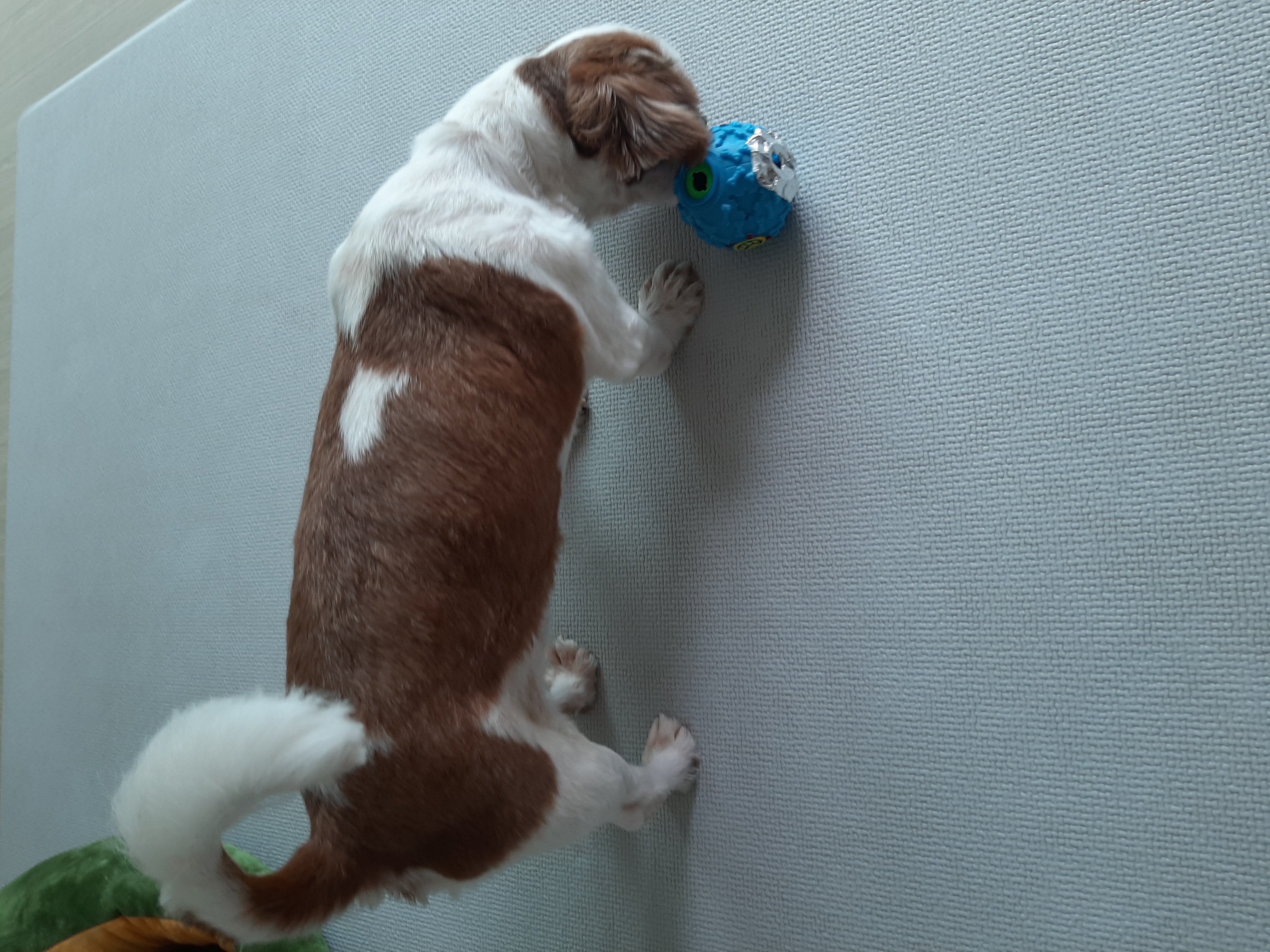 뽀야 공굴려 간식 빼먹기 달인