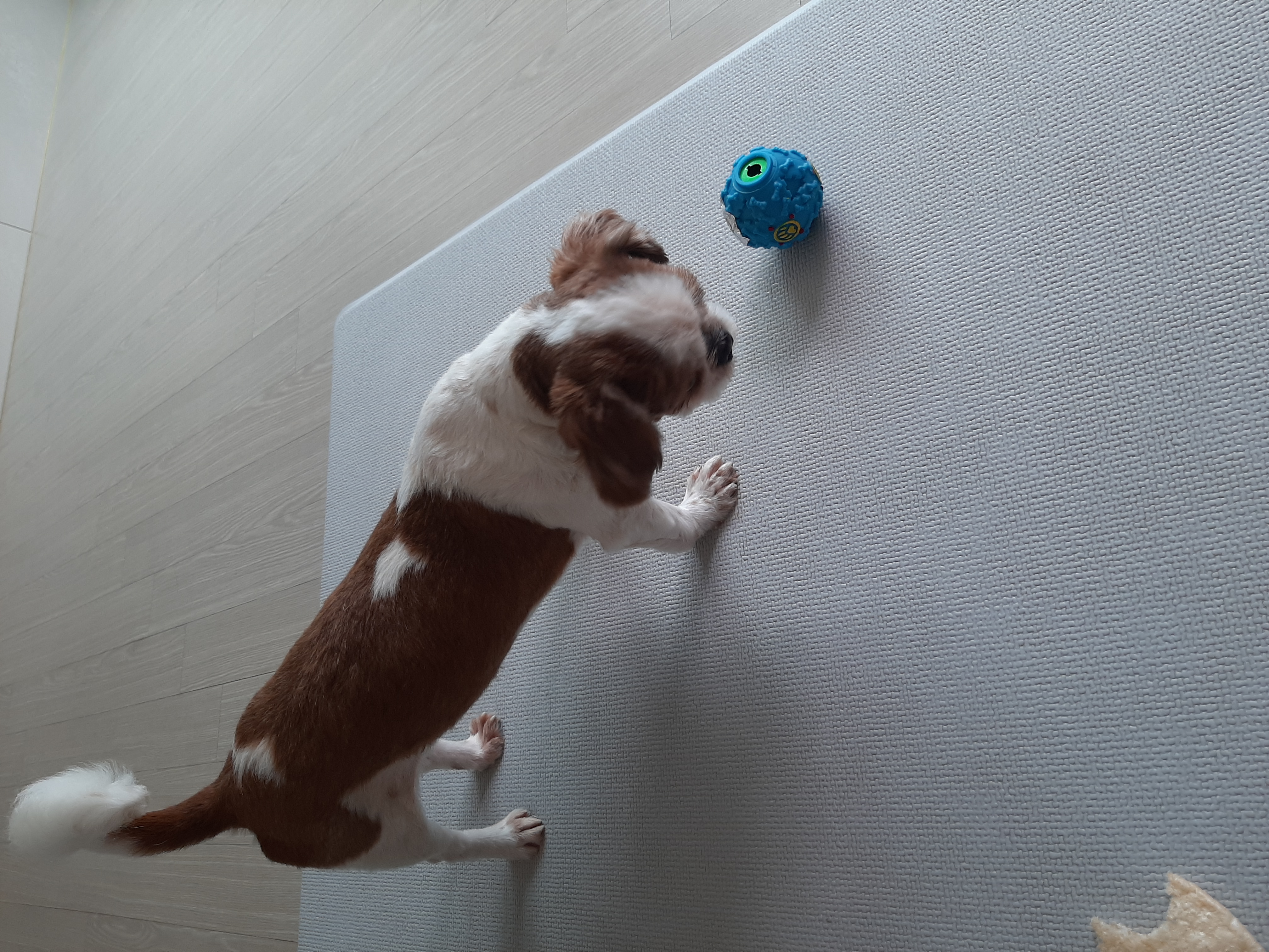 뽀야 공굴려 간식 빼먹기 달인