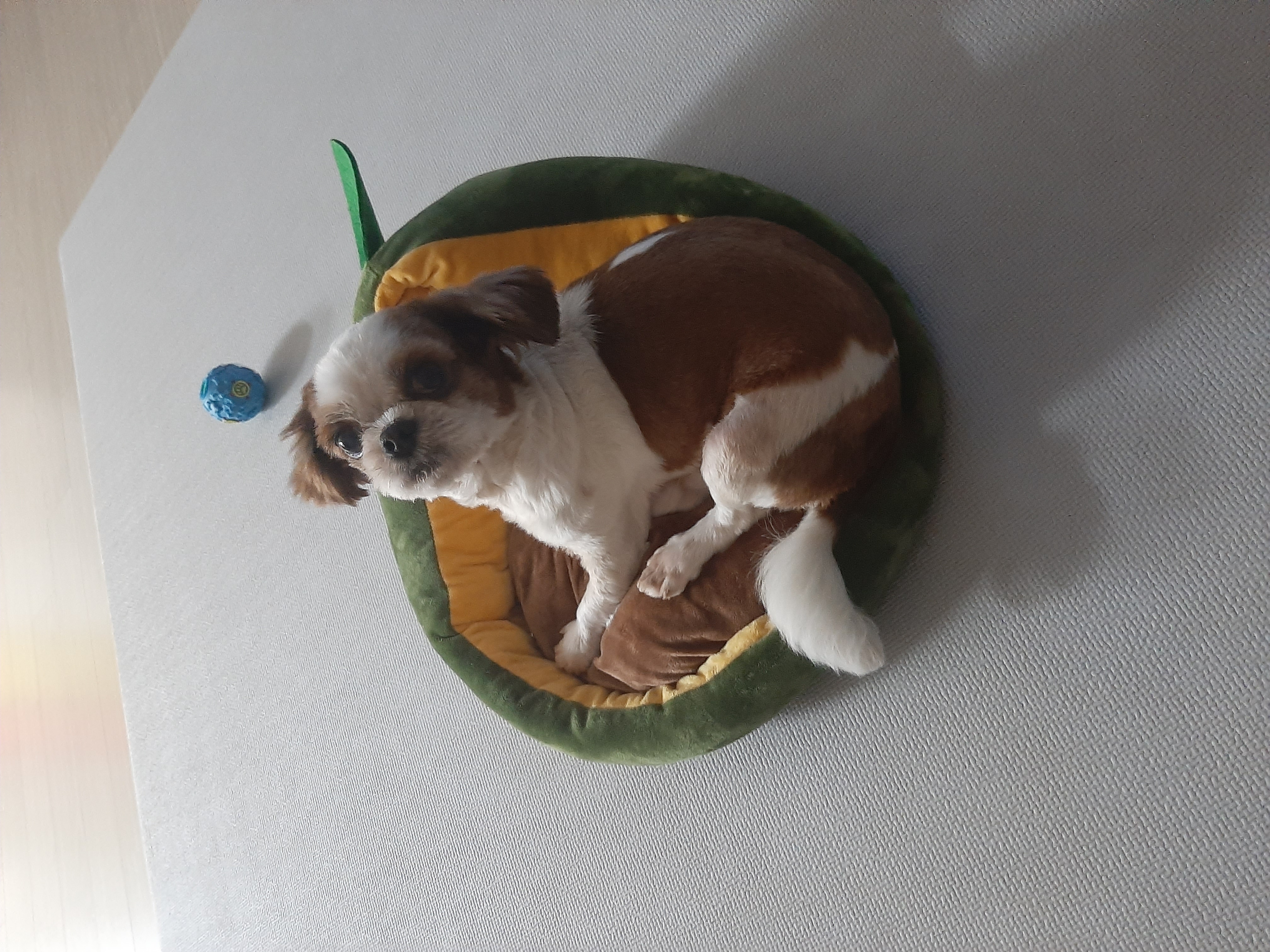 뽀야 공굴려 간식 빼먹기 달인