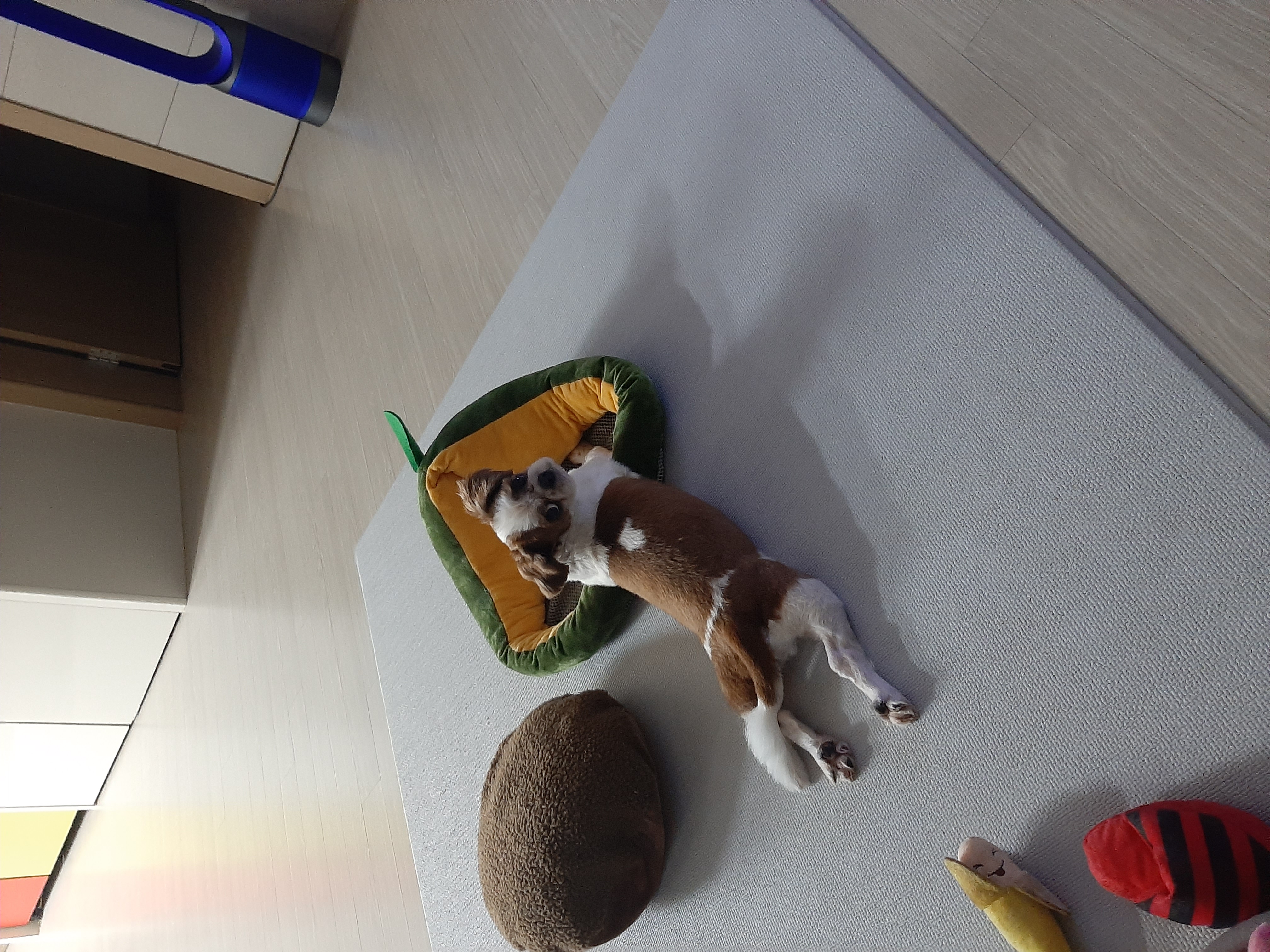 뽀야 공굴려 간식 빼먹기 달인