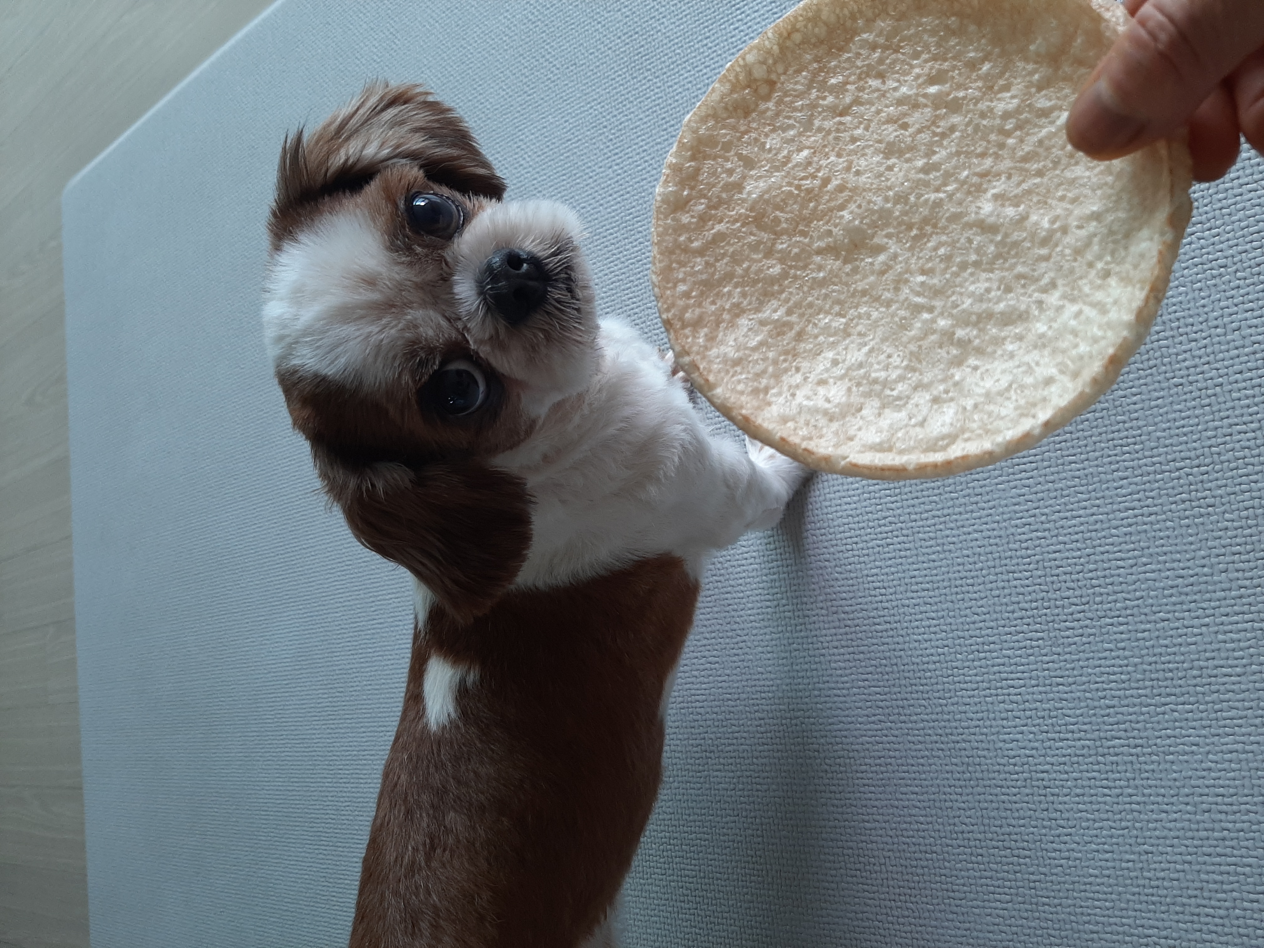 뽀야 공굴려 간식 빼먹기 달인