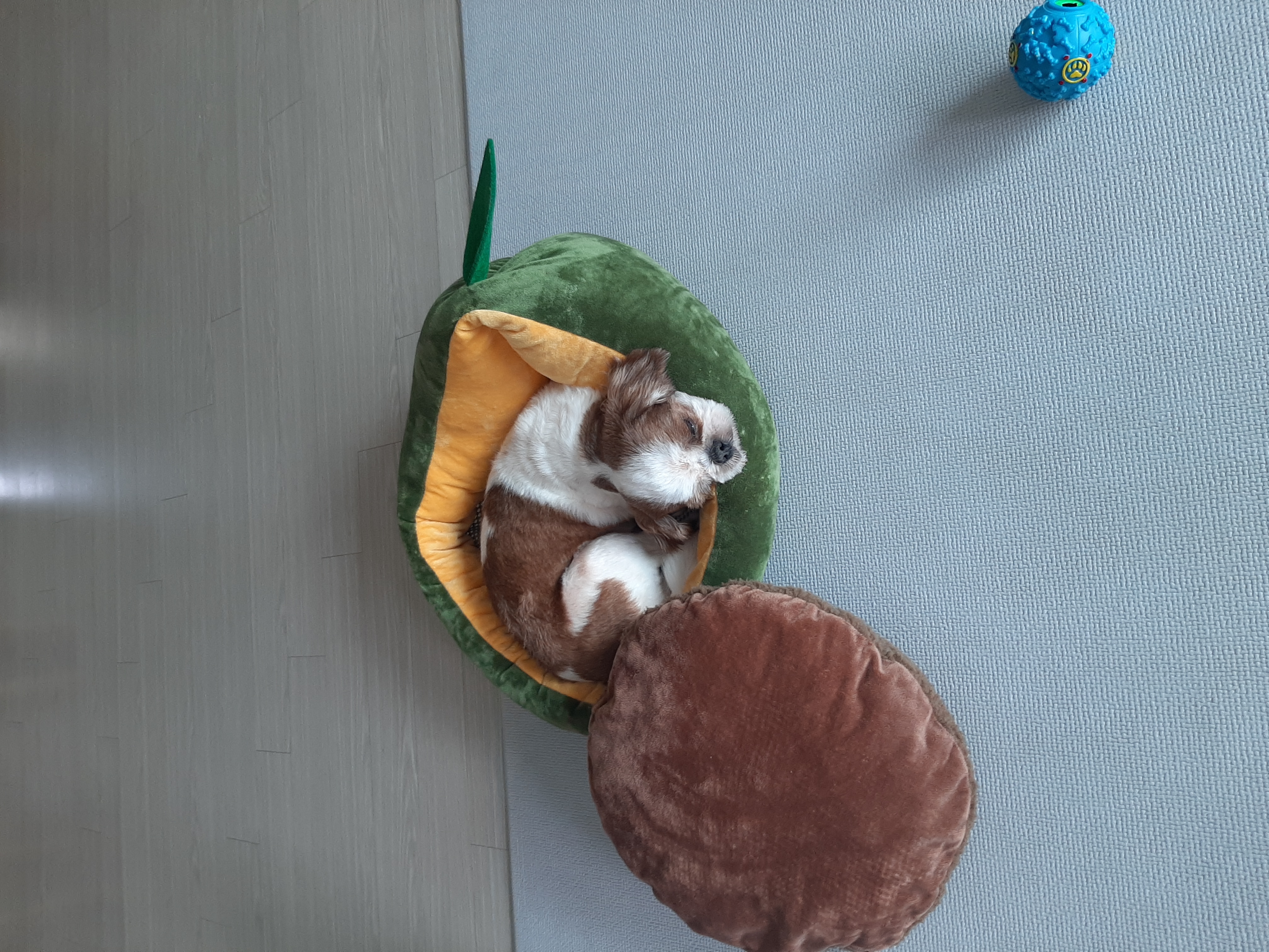 뽀야 공굴려 간식 빼먹기 달인