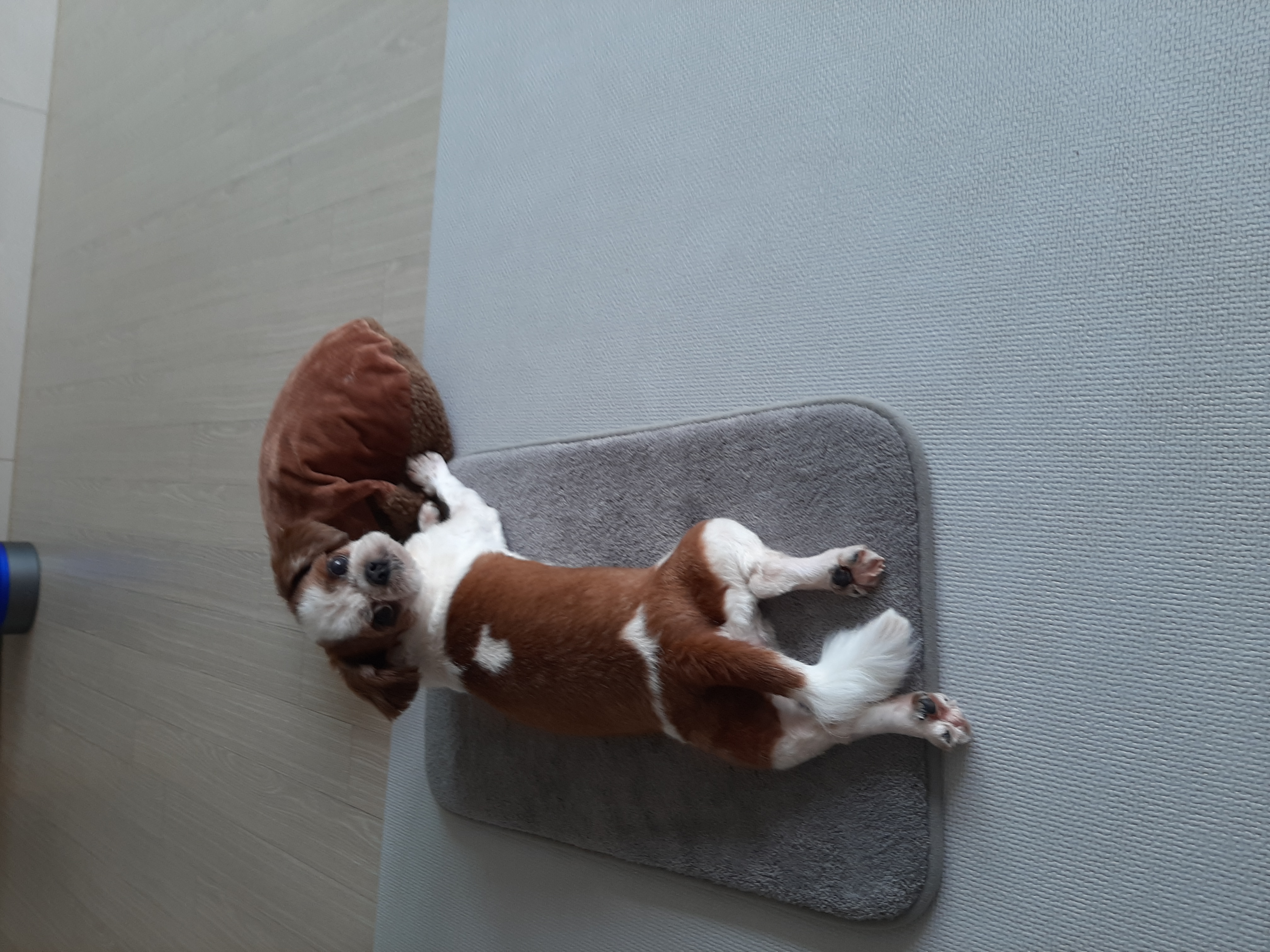 뽀야 공굴려 간식 빼먹기 달인