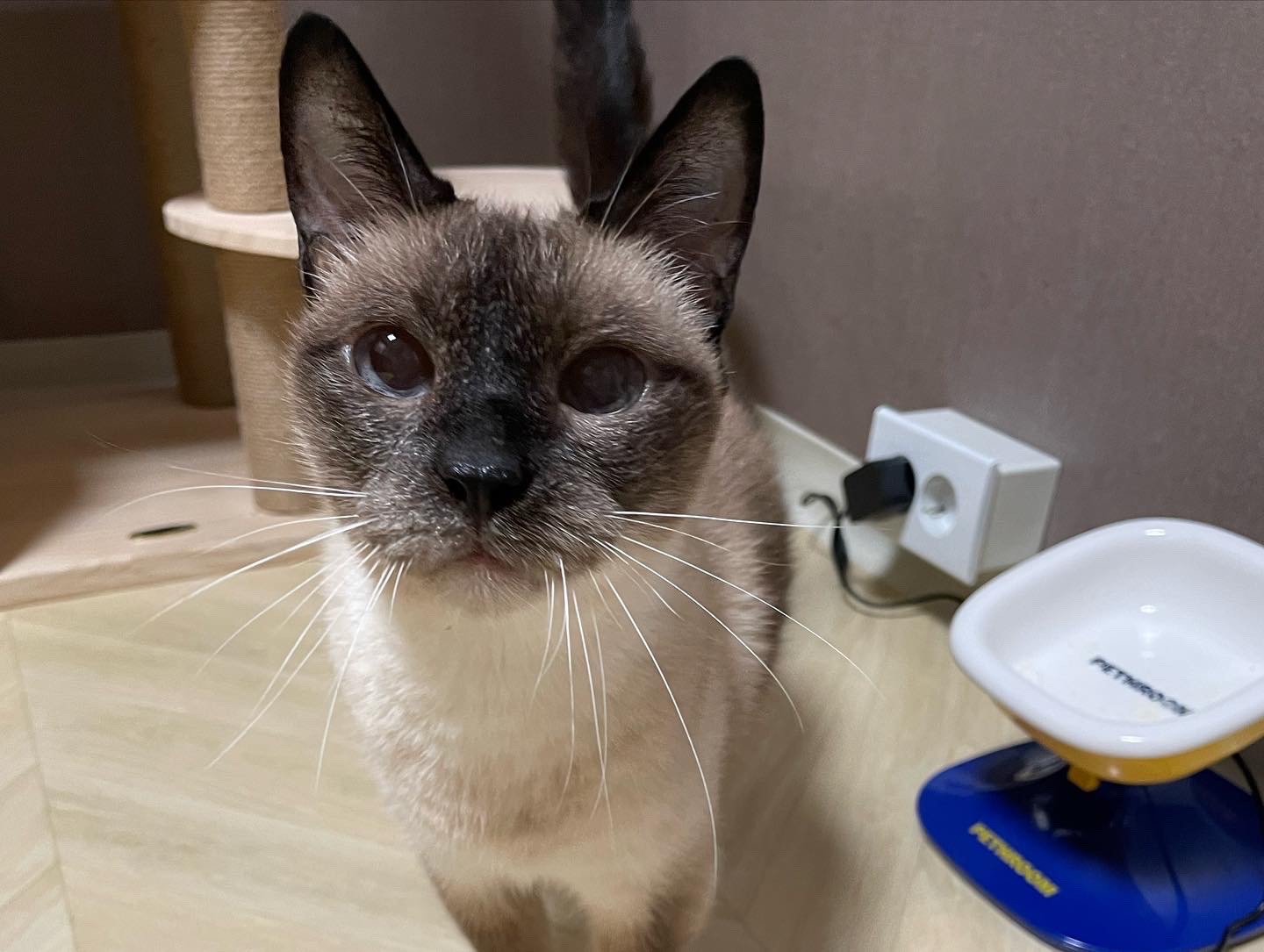 고양이별로 여행을 떠난 포도의 소식을 전합니다