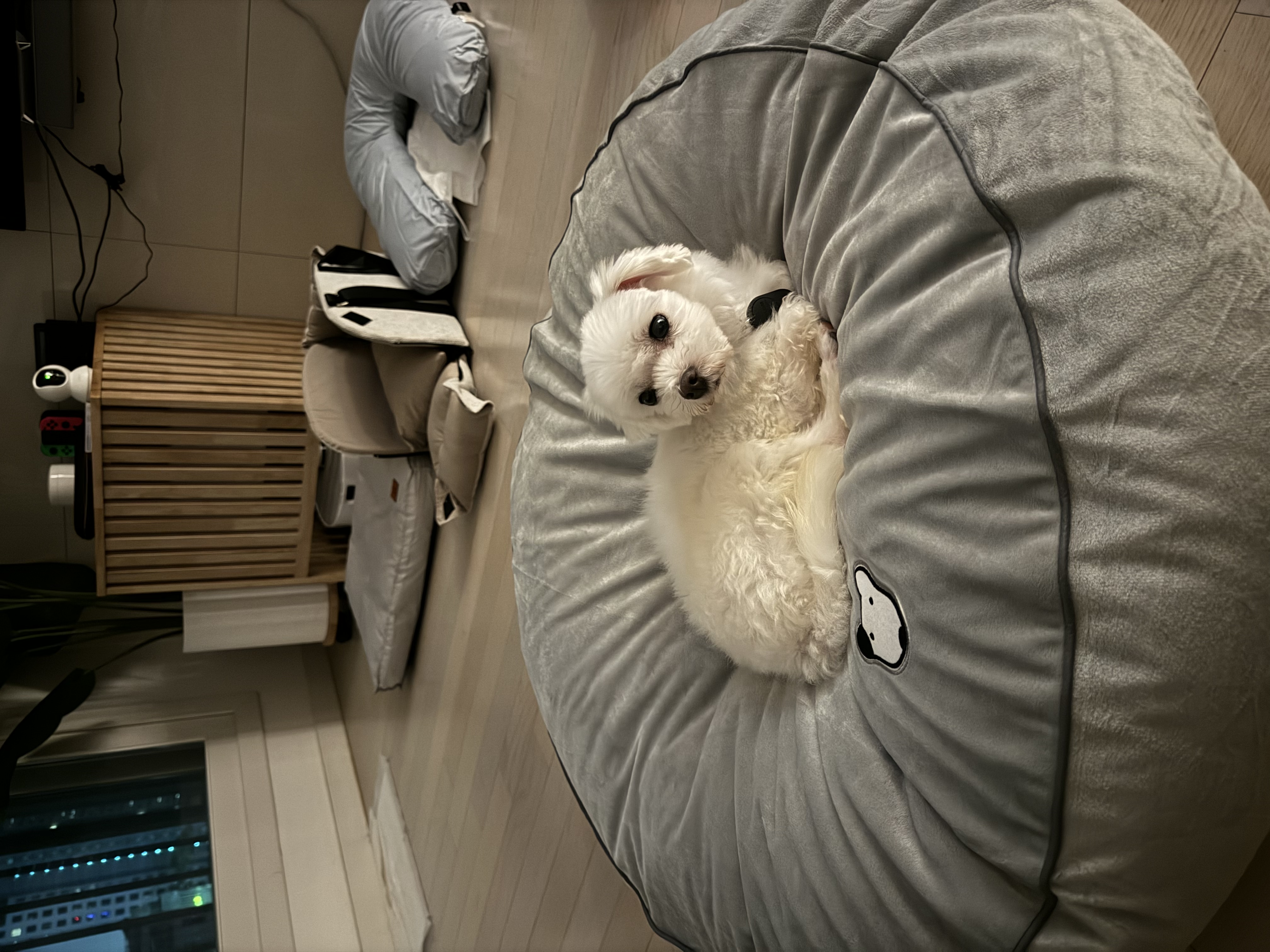 하코 일주일 됐어요~(임보 7일차)