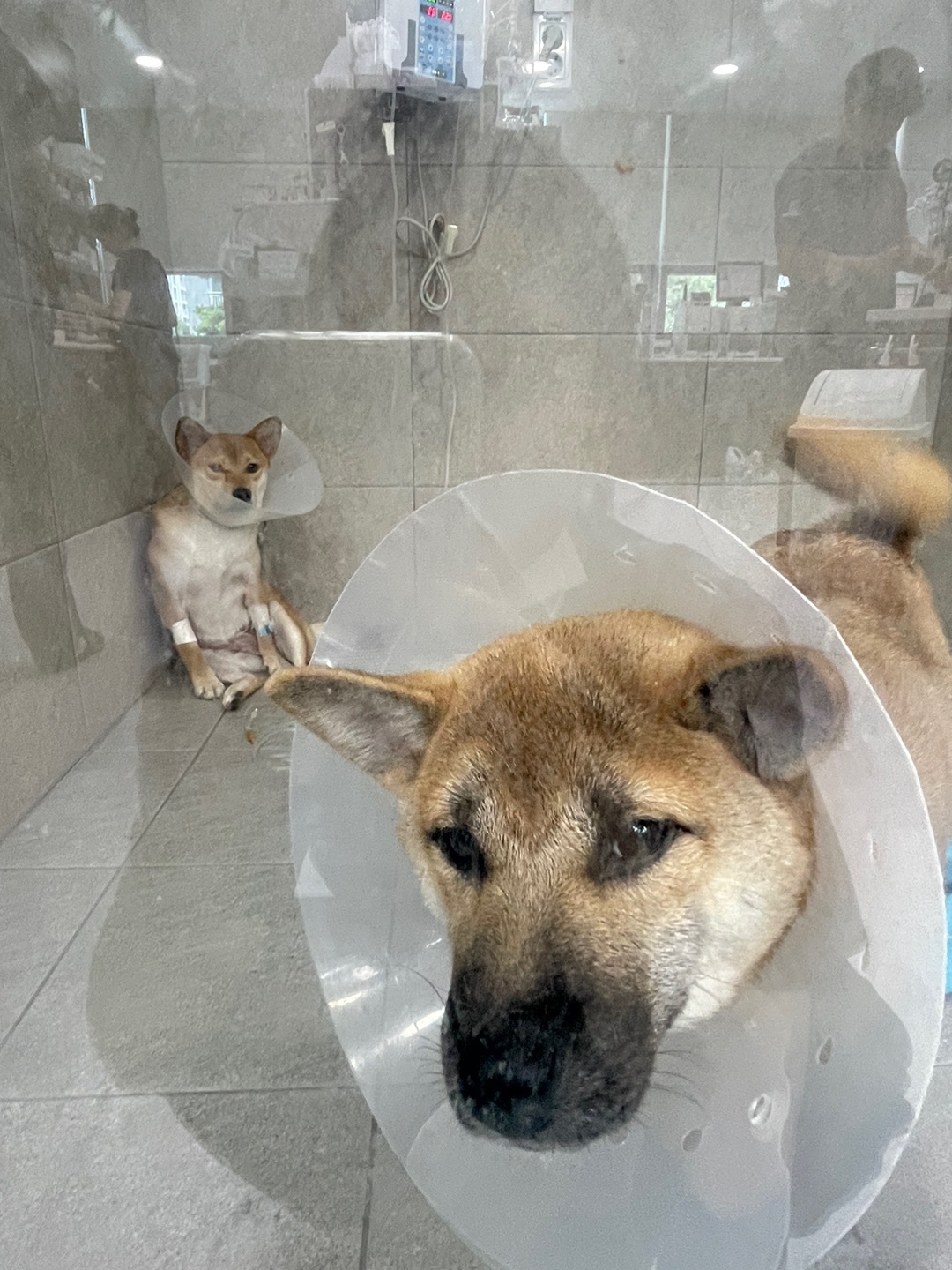 가오 (전 : 쫄뭉이) 입양 3달 후기 