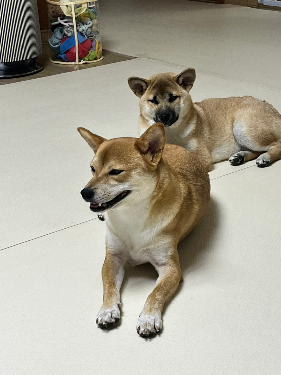 가오 (전 : 쫄뭉이) 입양 3달 후기 