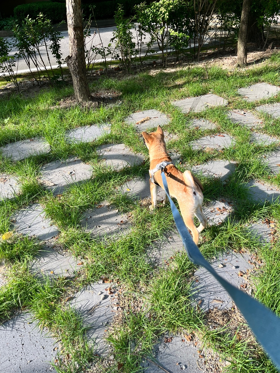 가오 (전 : 쫄뭉이) 입양 3달 후기 