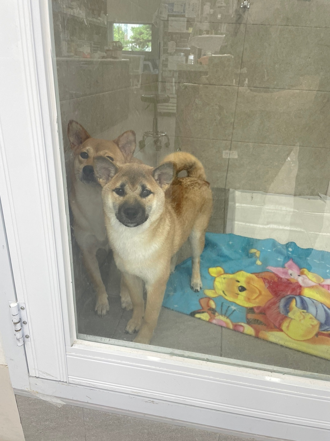 가오 (전 : 쫄뭉이) 입양 3달 후기 