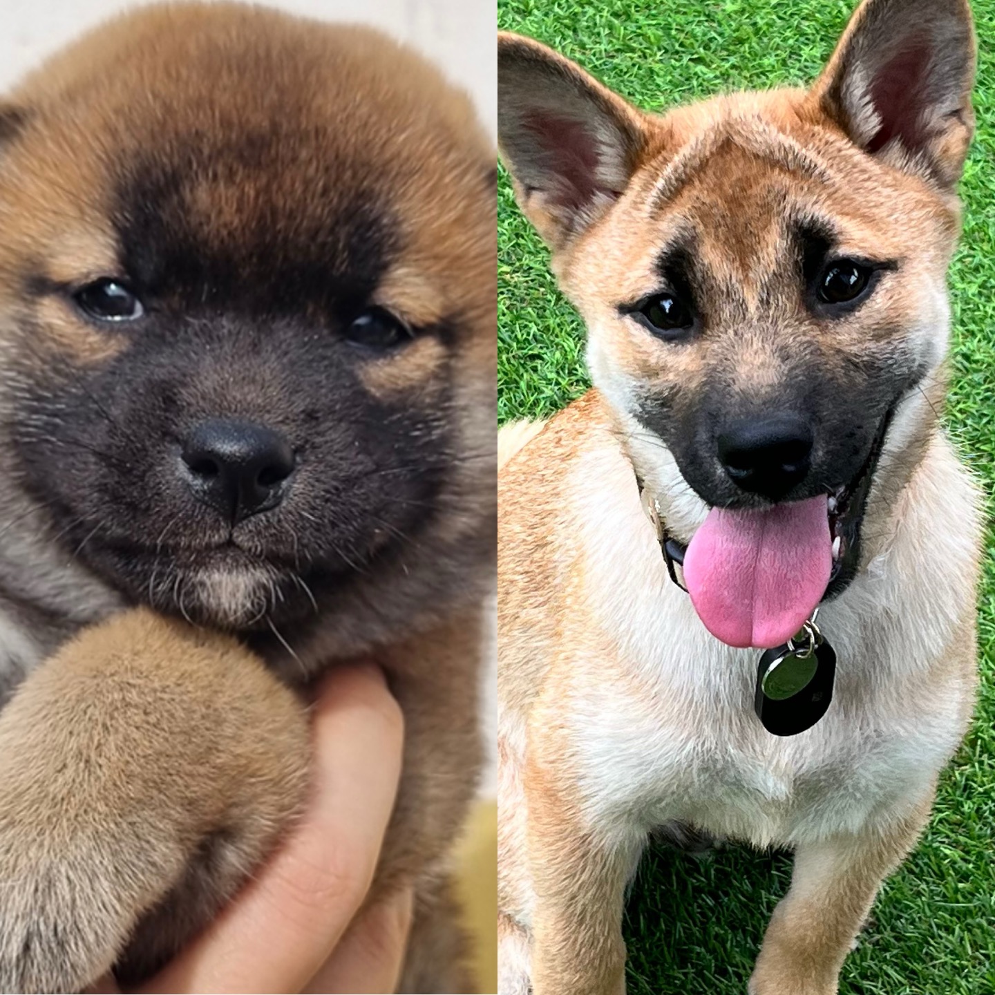 가오 (전 : 쫄뭉이) 입양 3달 후기 