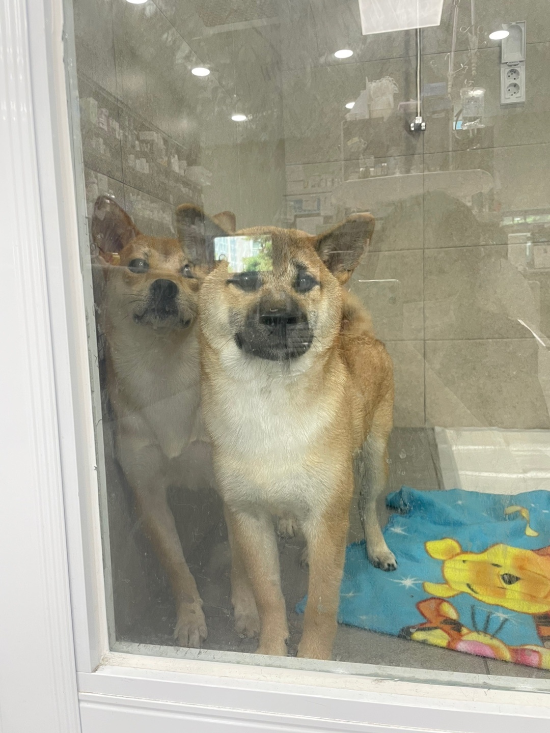 가오 (전 : 쫄뭉이) 입양 3달 후기 