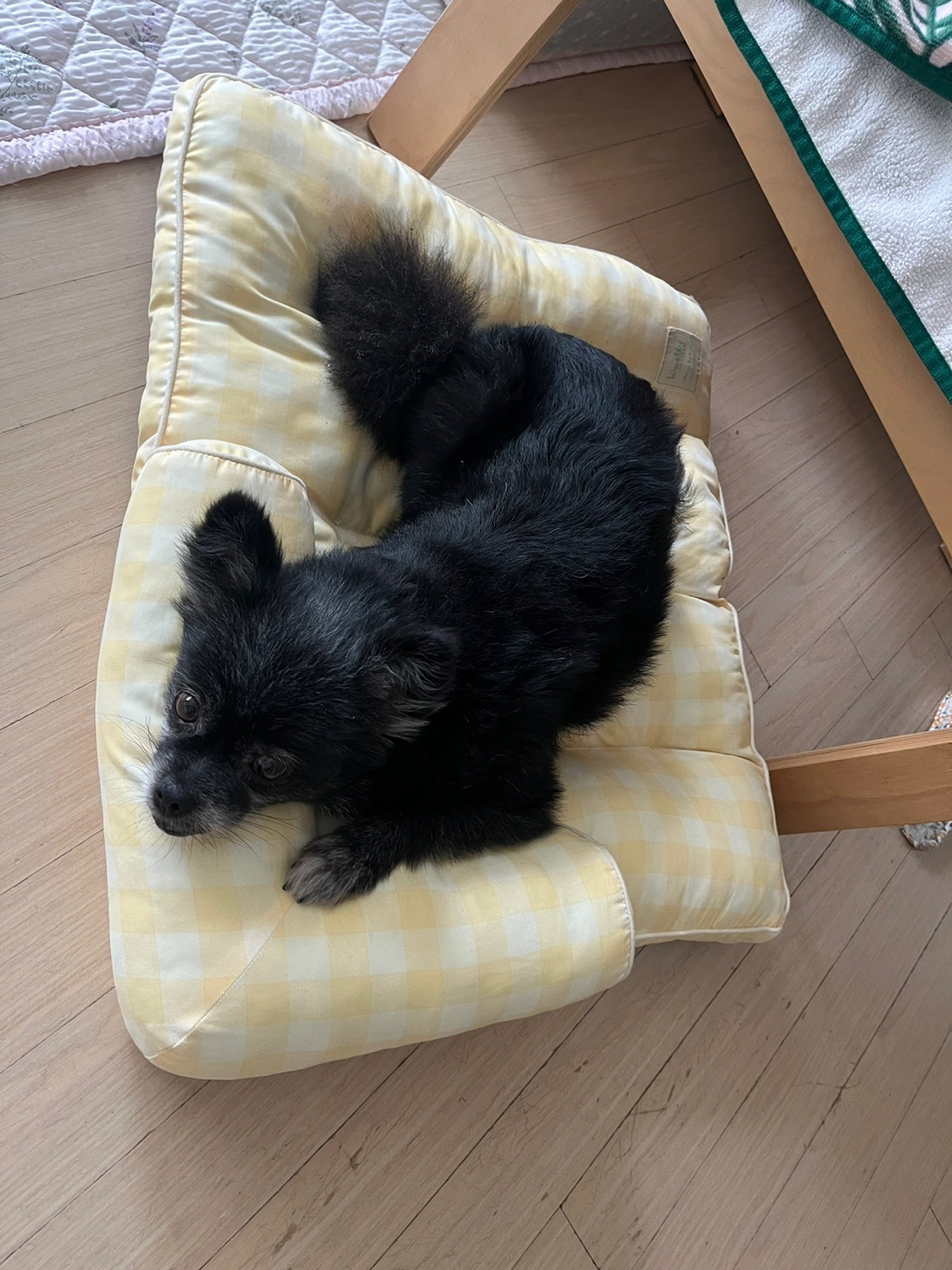 앙꼬(구,왕뽀) 3개월 임시보호 후기 