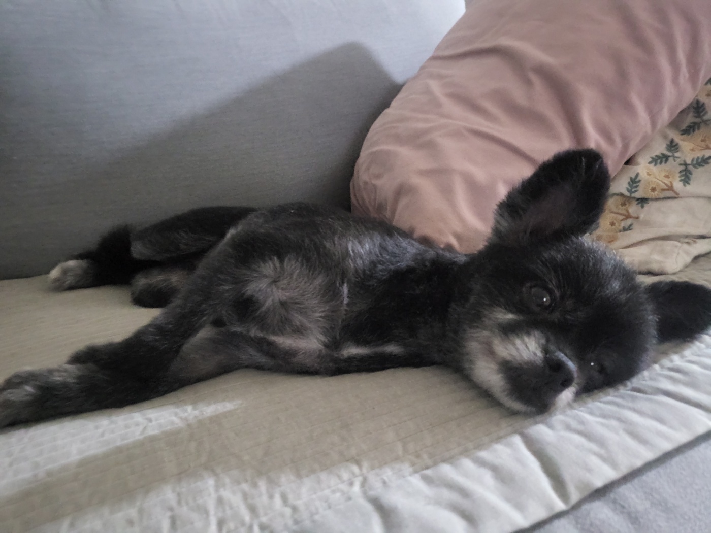 앙꼬(구,왕뽀) 3개월 임시보호 후기 