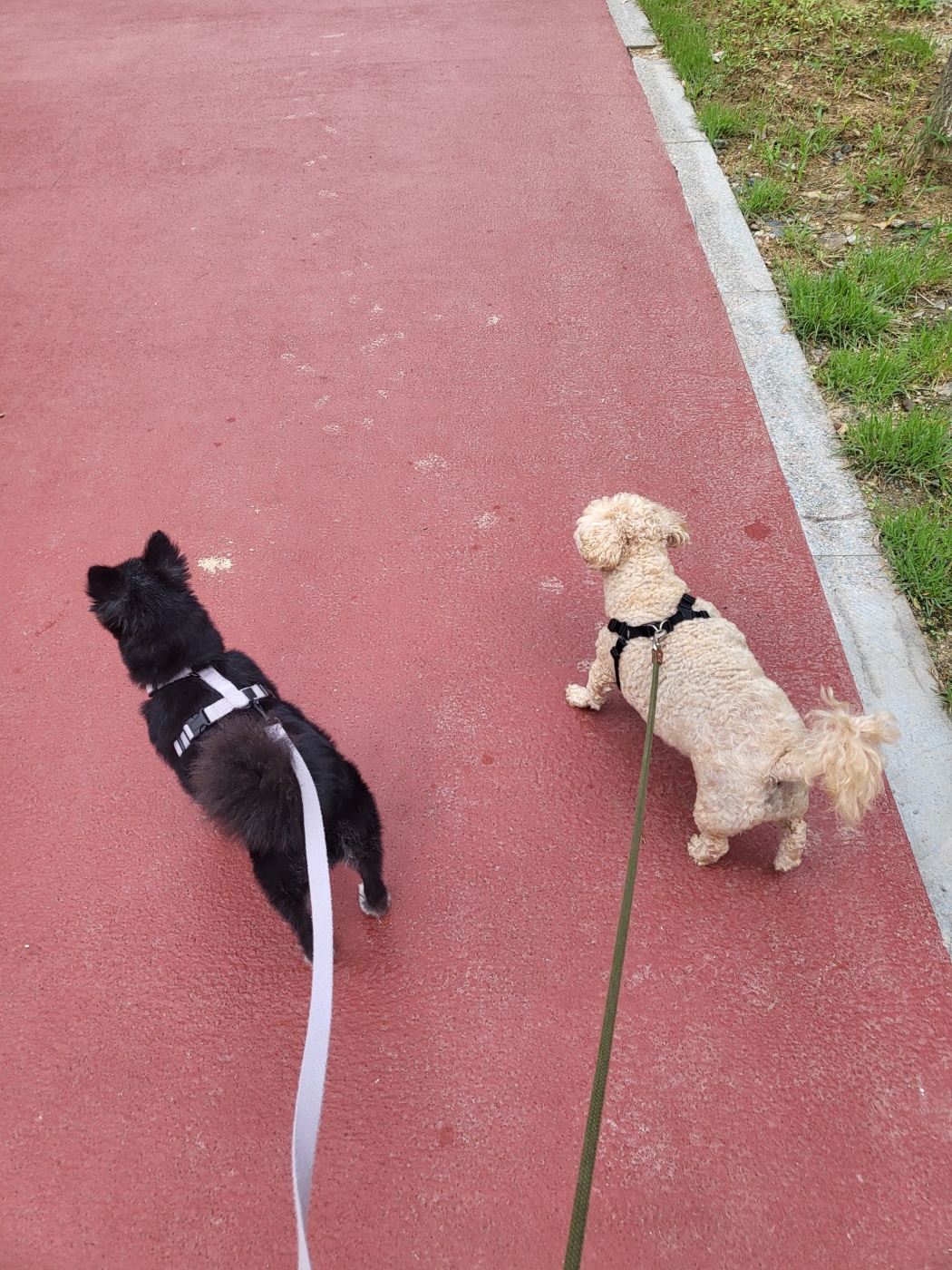 앙꼬(구,왕뽀) 3개월 임시보호 후기 