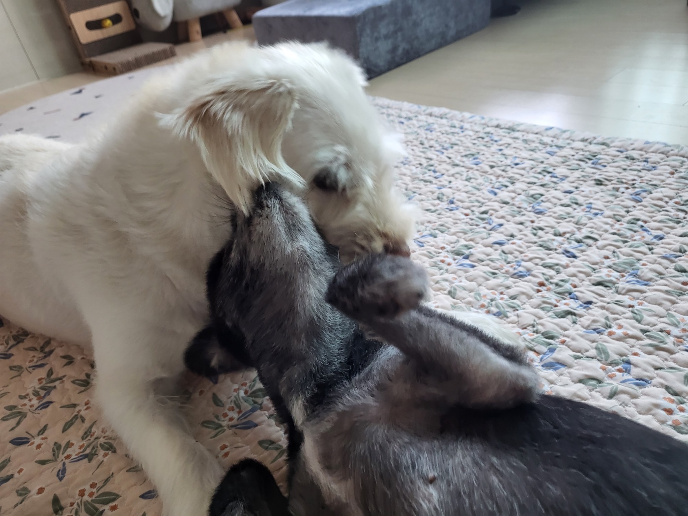 앙꼬(구,왕뽀) 3개월 임시보호 후기 