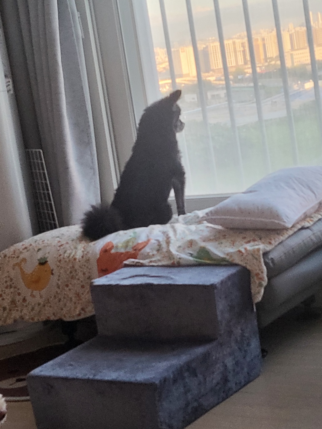 앙꼬(구,왕뽀) 3개월 임시보호 후기 