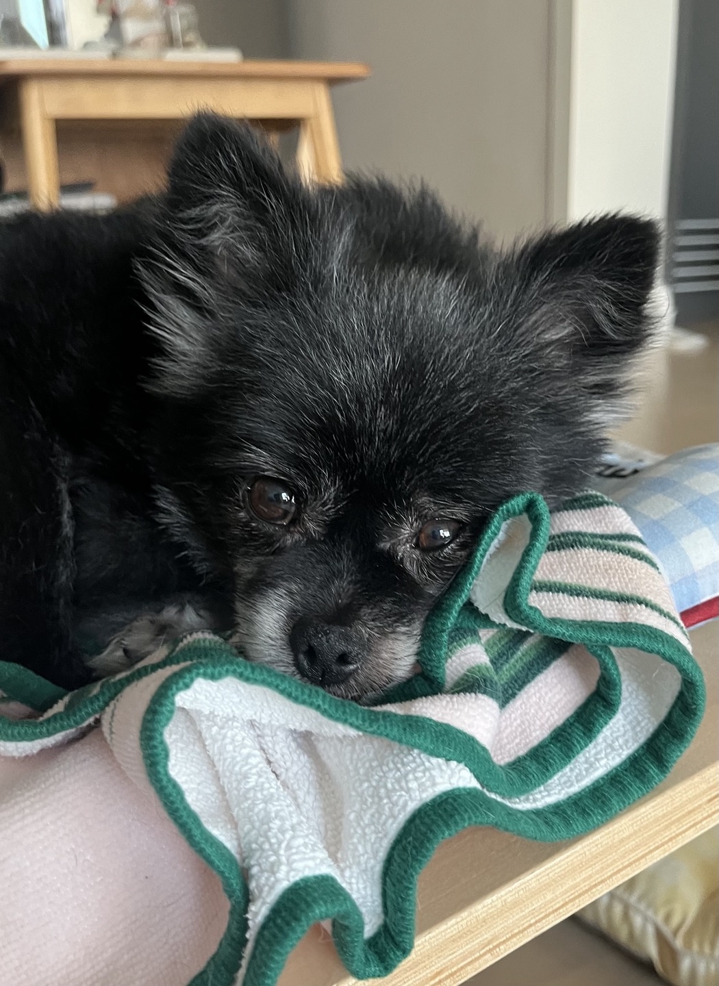 앙꼬(구,왕뽀) 3개월 임시보호 후기 