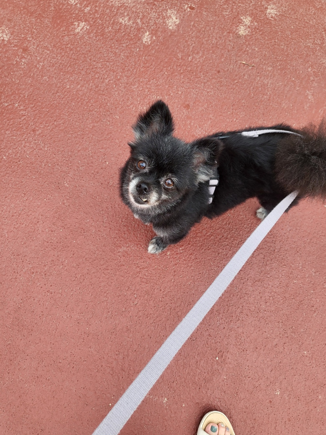 앙꼬(구,왕뽀) 3개월 임시보호 후기 