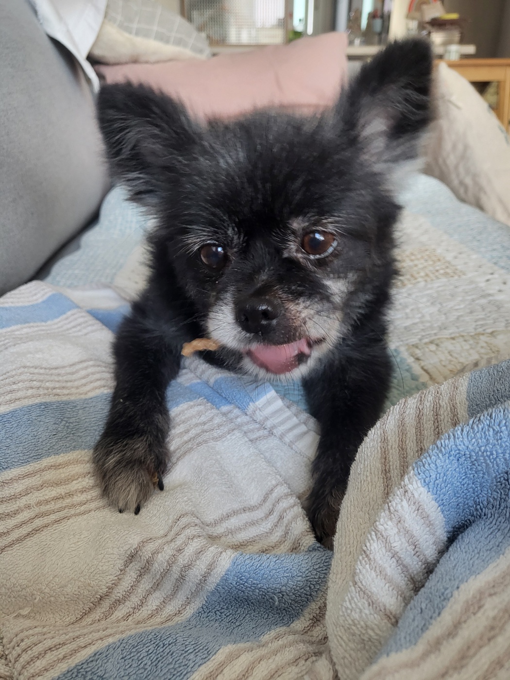 앙꼬(구,왕뽀) 3개월 임시보호 후기 