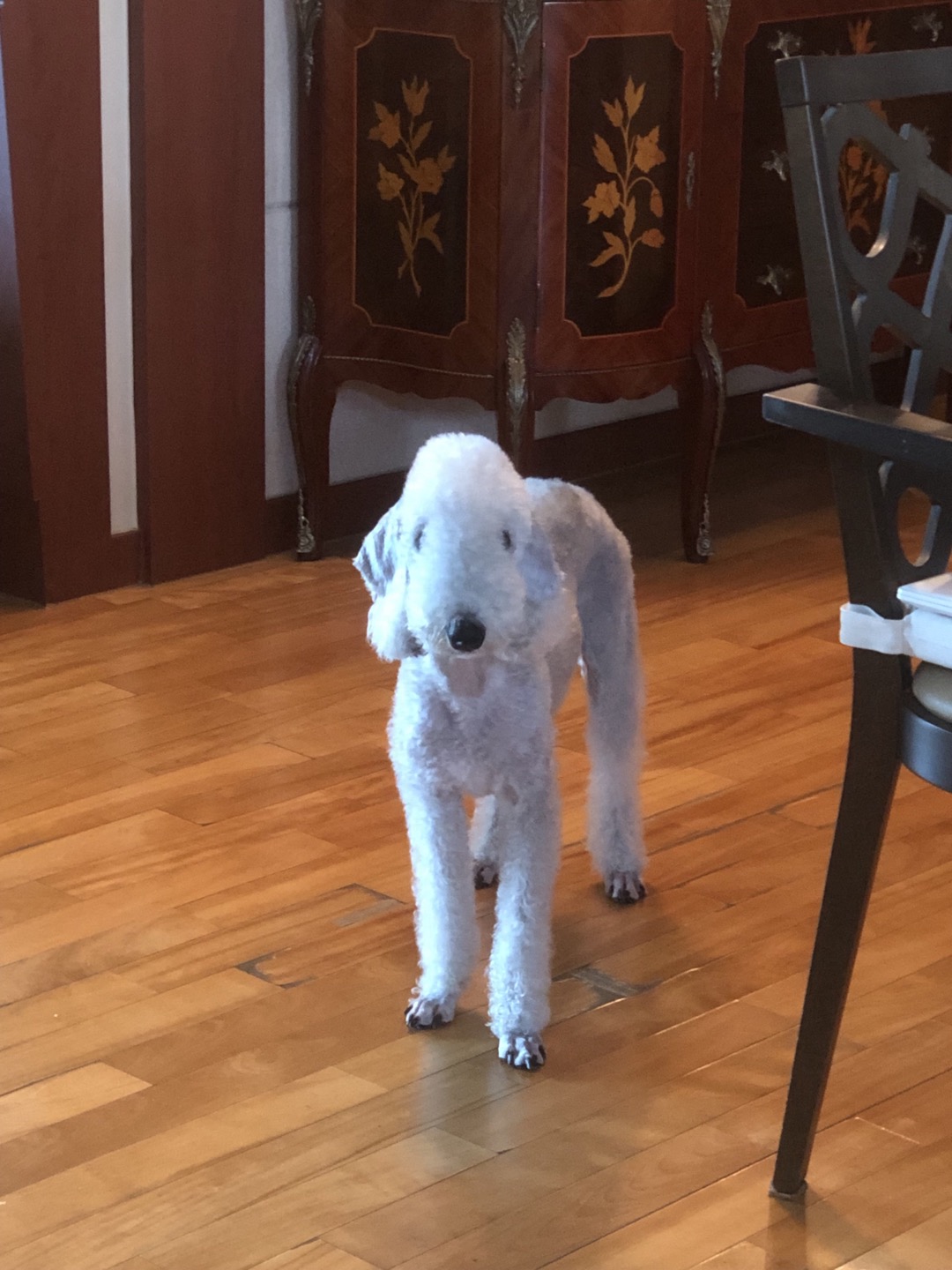 라미[구:순양이] 입양후 3개월차 후기