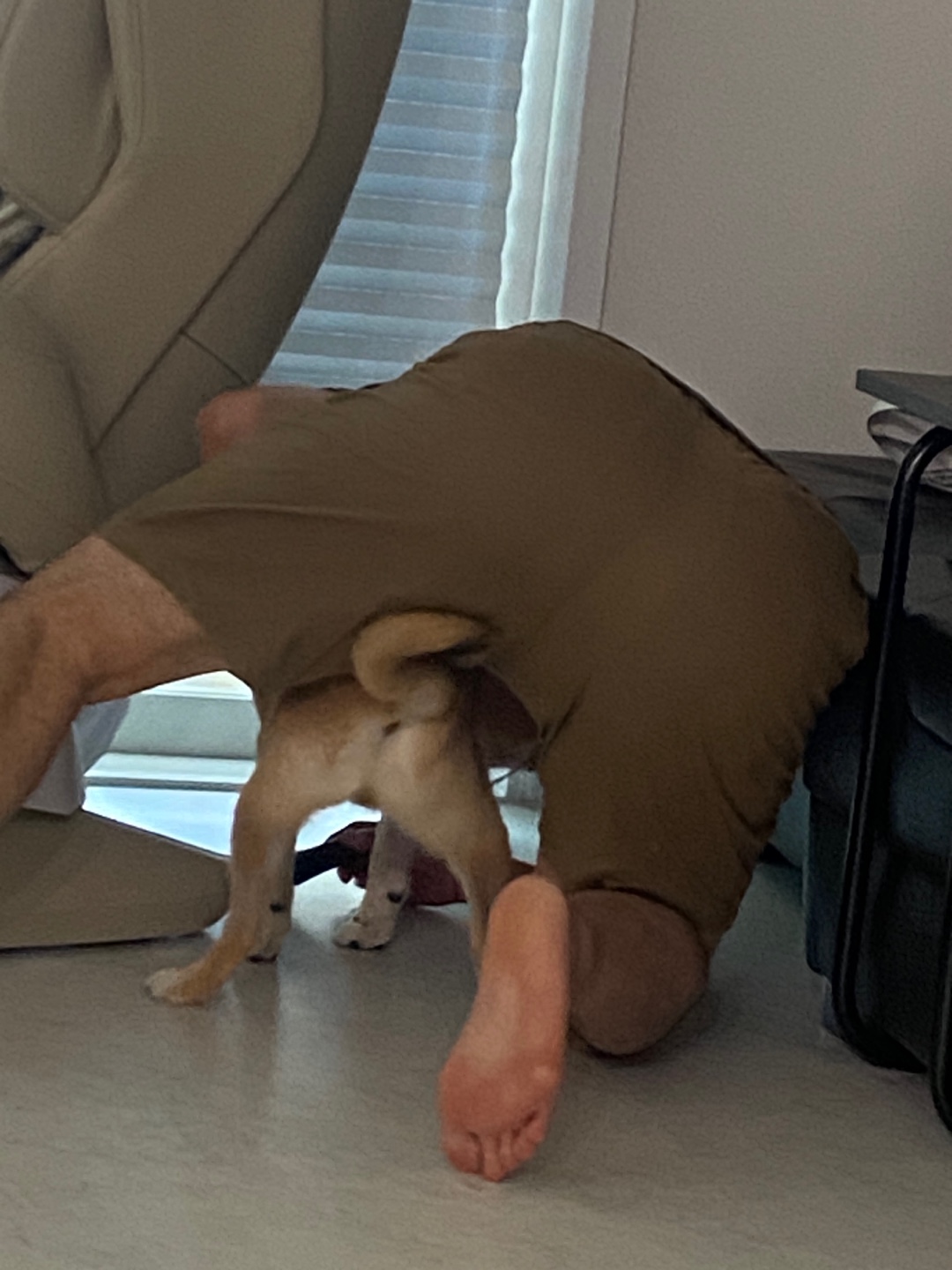 [입양 3개월 후기] 쫄이 자견 쫄랑이(현 : 토리) 입양 후기