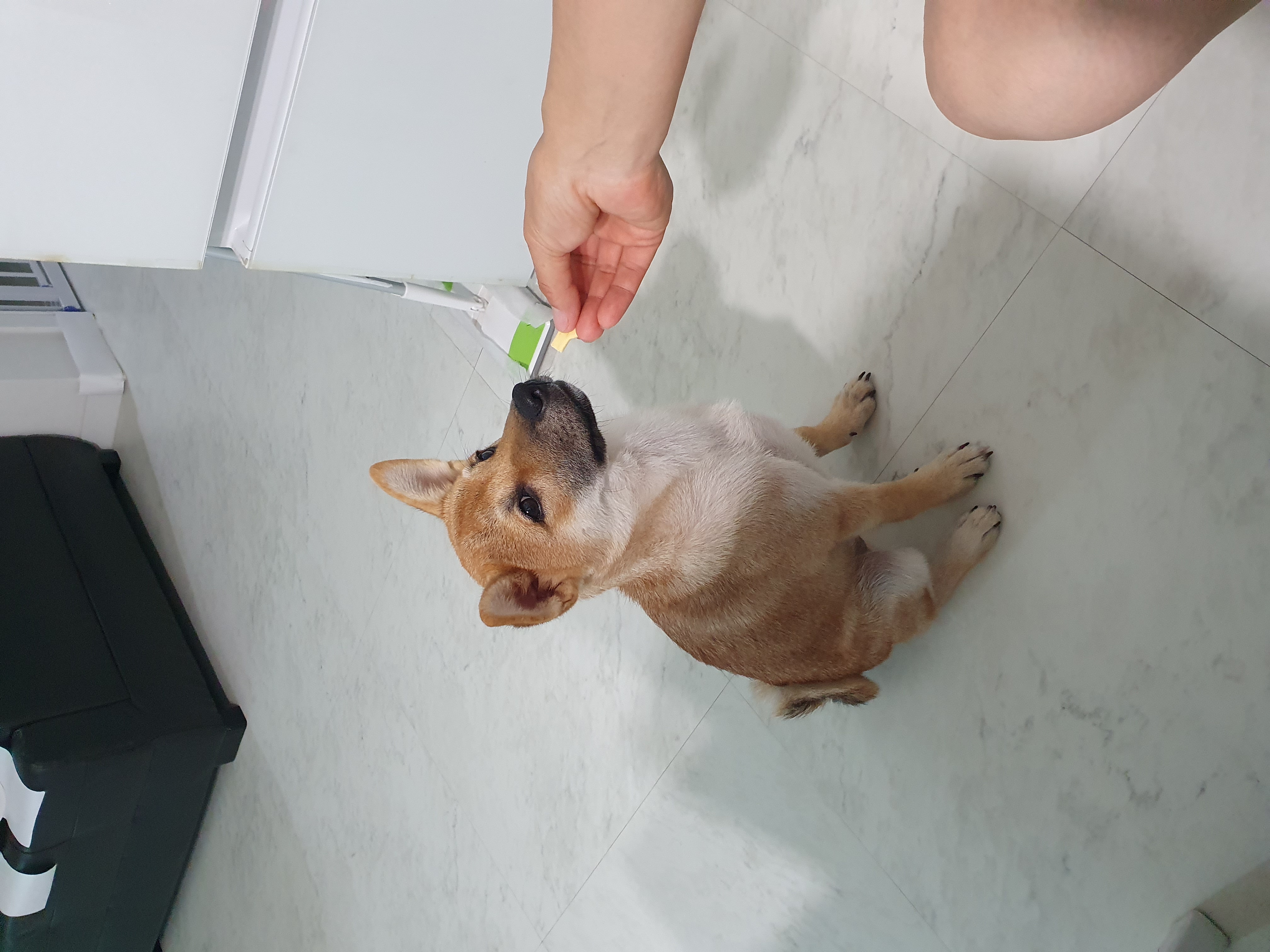 [입양 3개월 후기] 쫄이 자견 쫄랑이(현 : 토리) 입양 후기