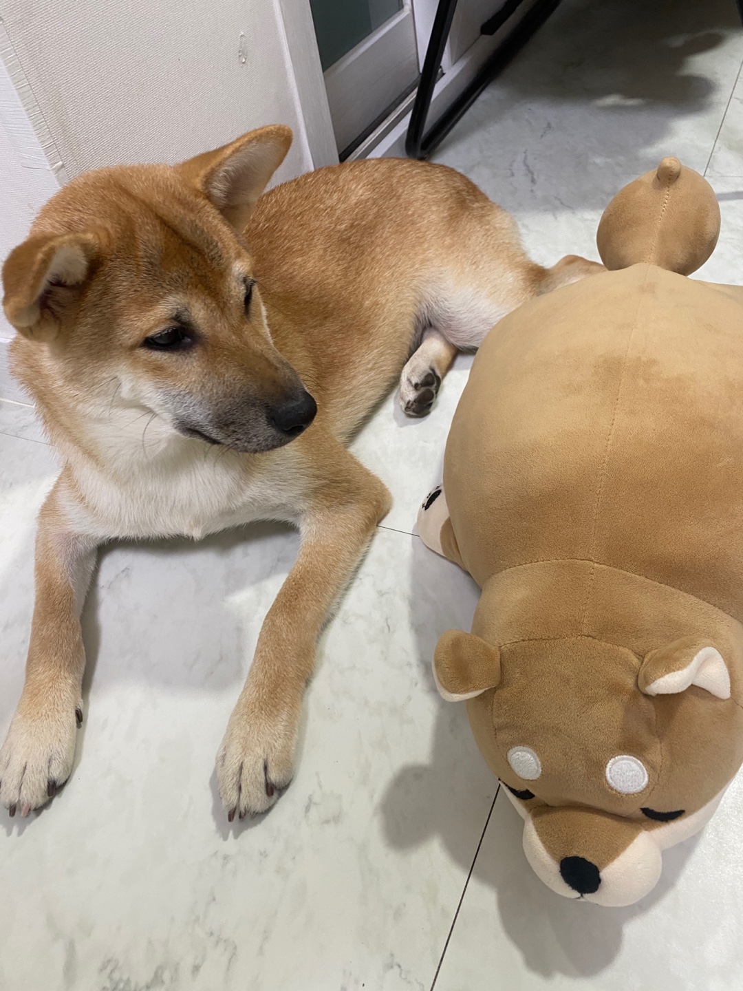 [입양 3개월 후기] 쫄이 자견 쫄랑이(현 : 토리) 입양 후기