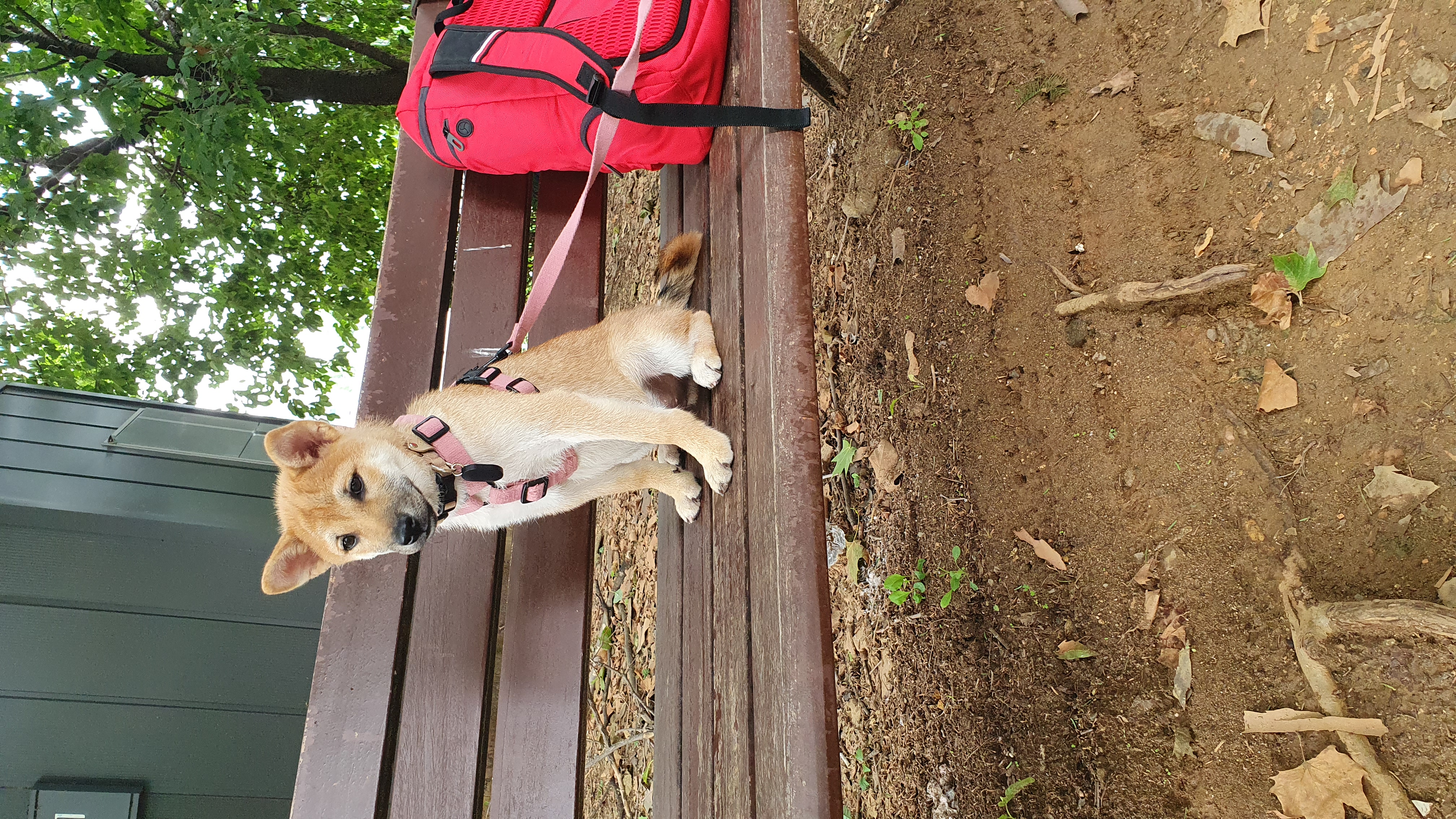 [입양 3개월 후기] 쫄이 자견 쫄랑이(현 : 토리) 입양 후기