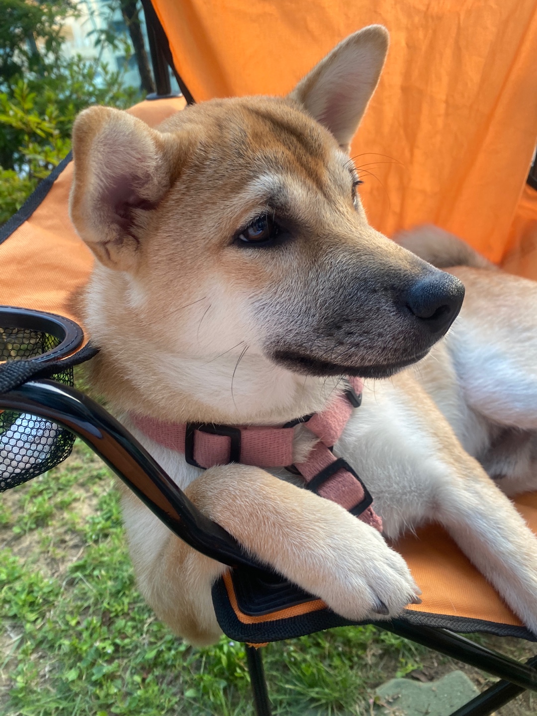 [입양 3개월 후기] 쫄이 자견 쫄랑이(현 : 토리) 입양 후기