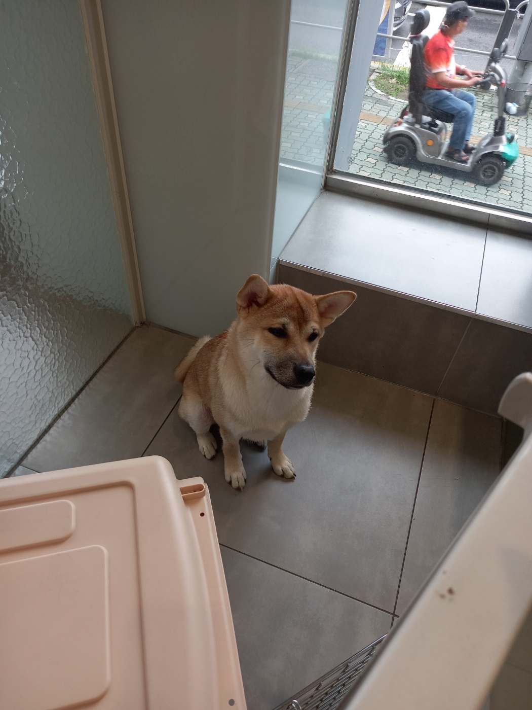 [입양 3개월 후기] 쫄이 자견 쫄랑이(현 : 토리) 입양 후기