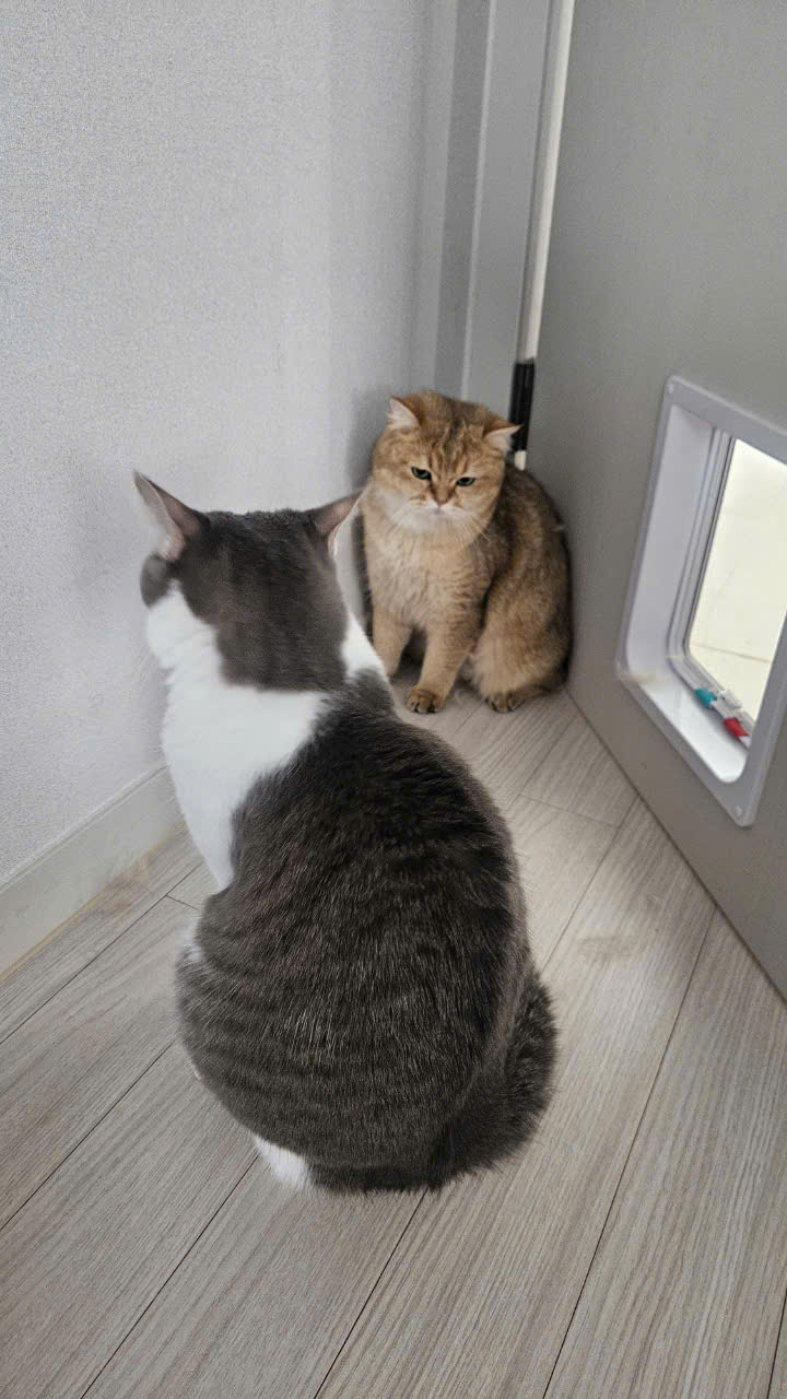 두부(현 마루)의 다사다난 1년 이야기